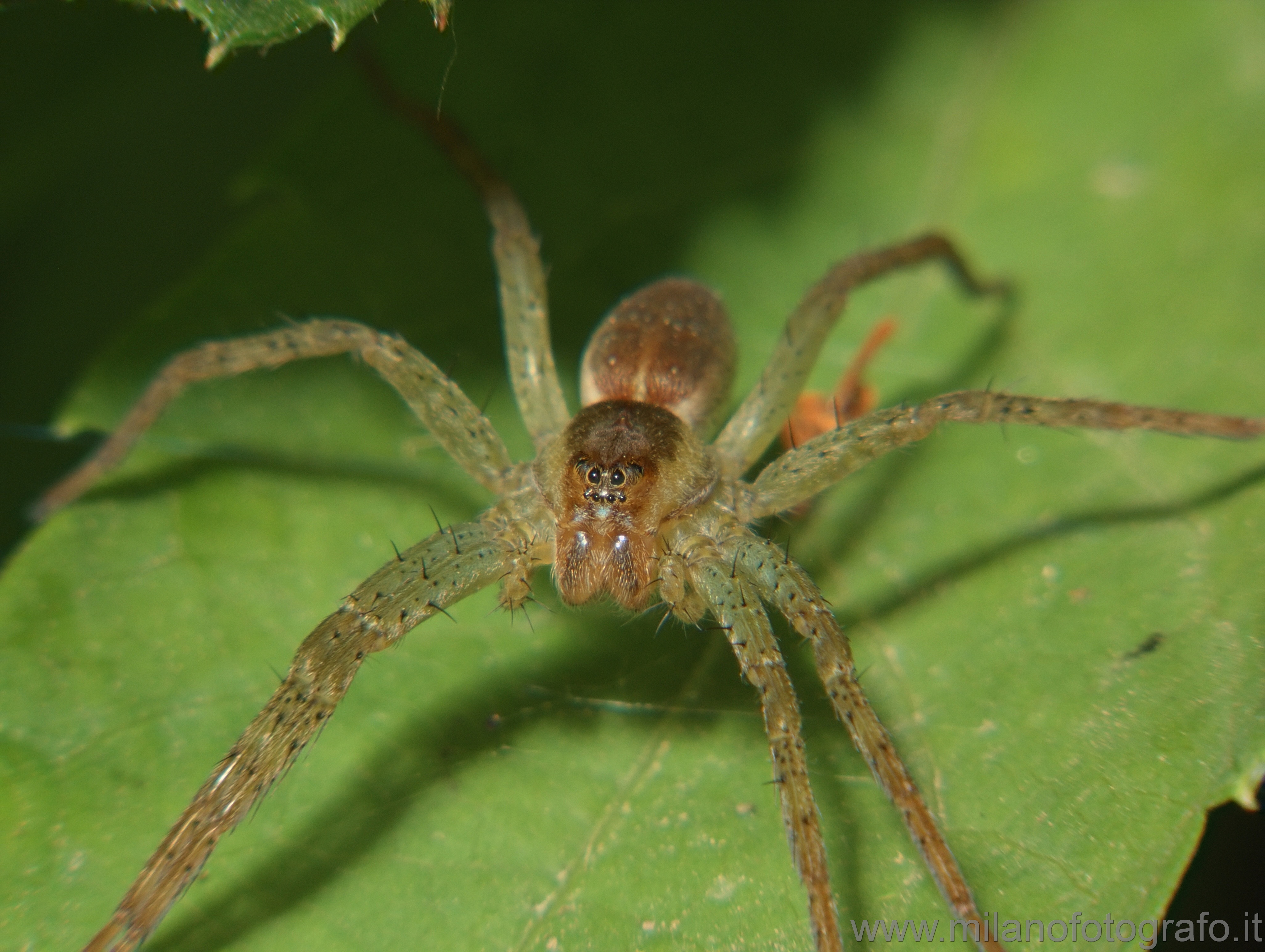 Cadrezzate (Varese): Ragno di specie non identificata - Cadrezzate (Varese)