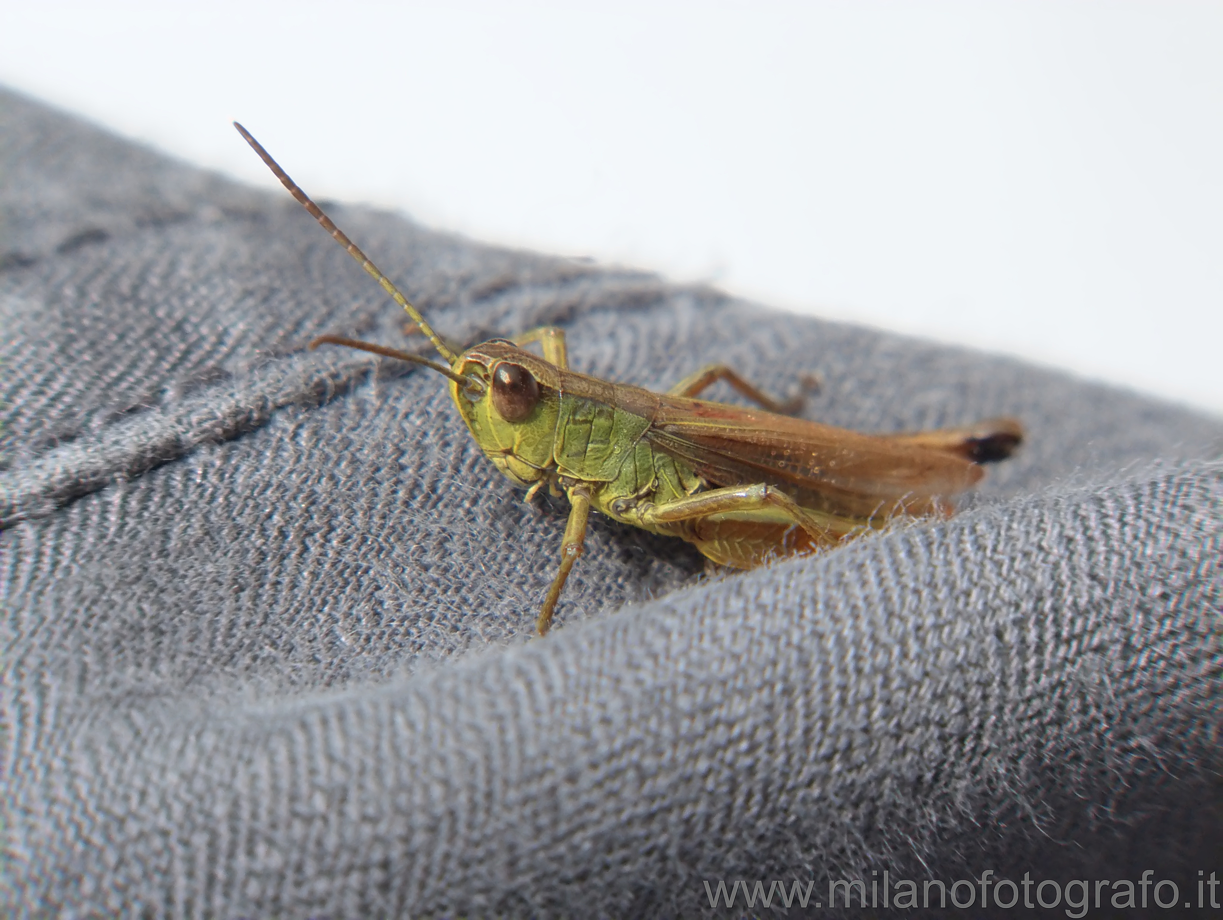 Cadrezzate (Varese, Italy): Grasshopper - Cadrezzate (Varese, Italy)