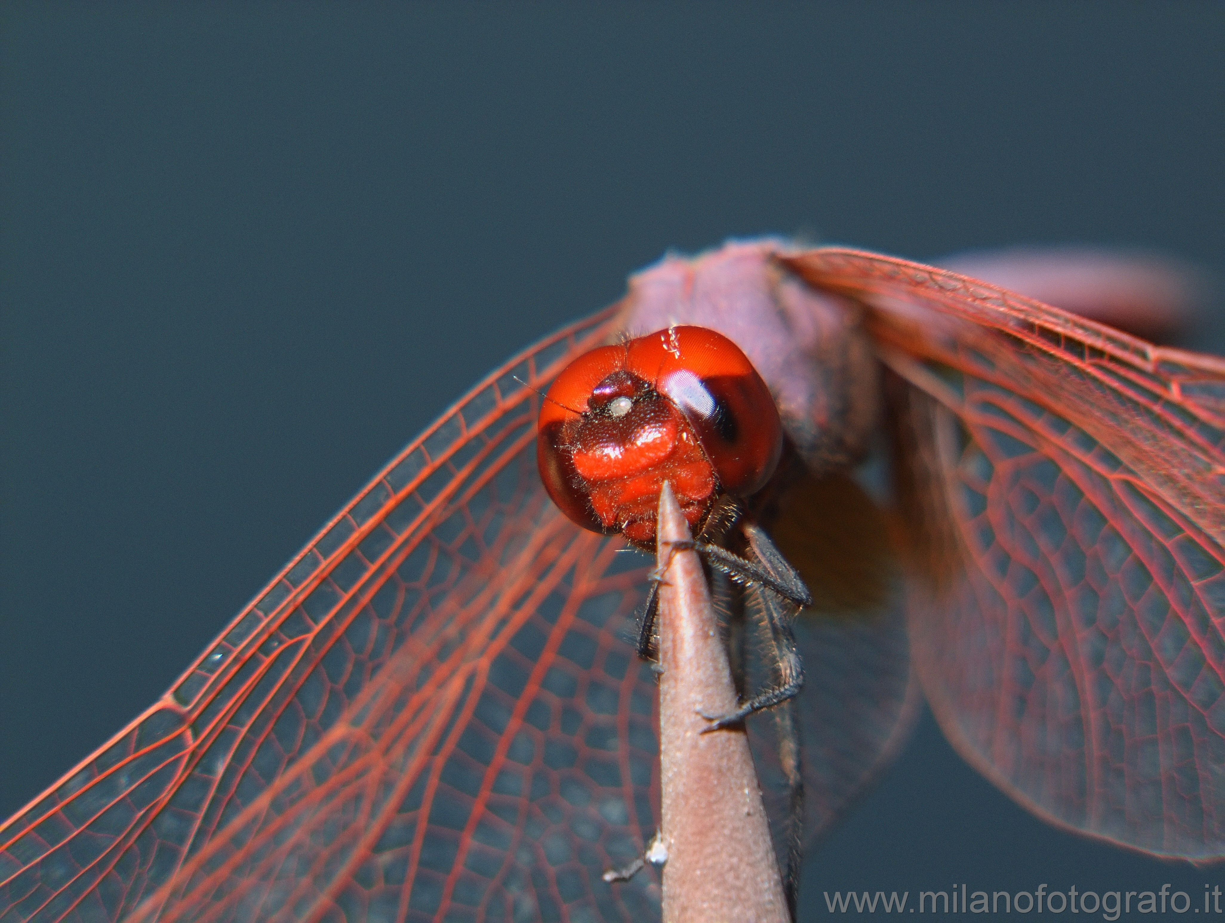 Taviano (Lecce): Male Trithemis annulata - Taviano (Lecce)