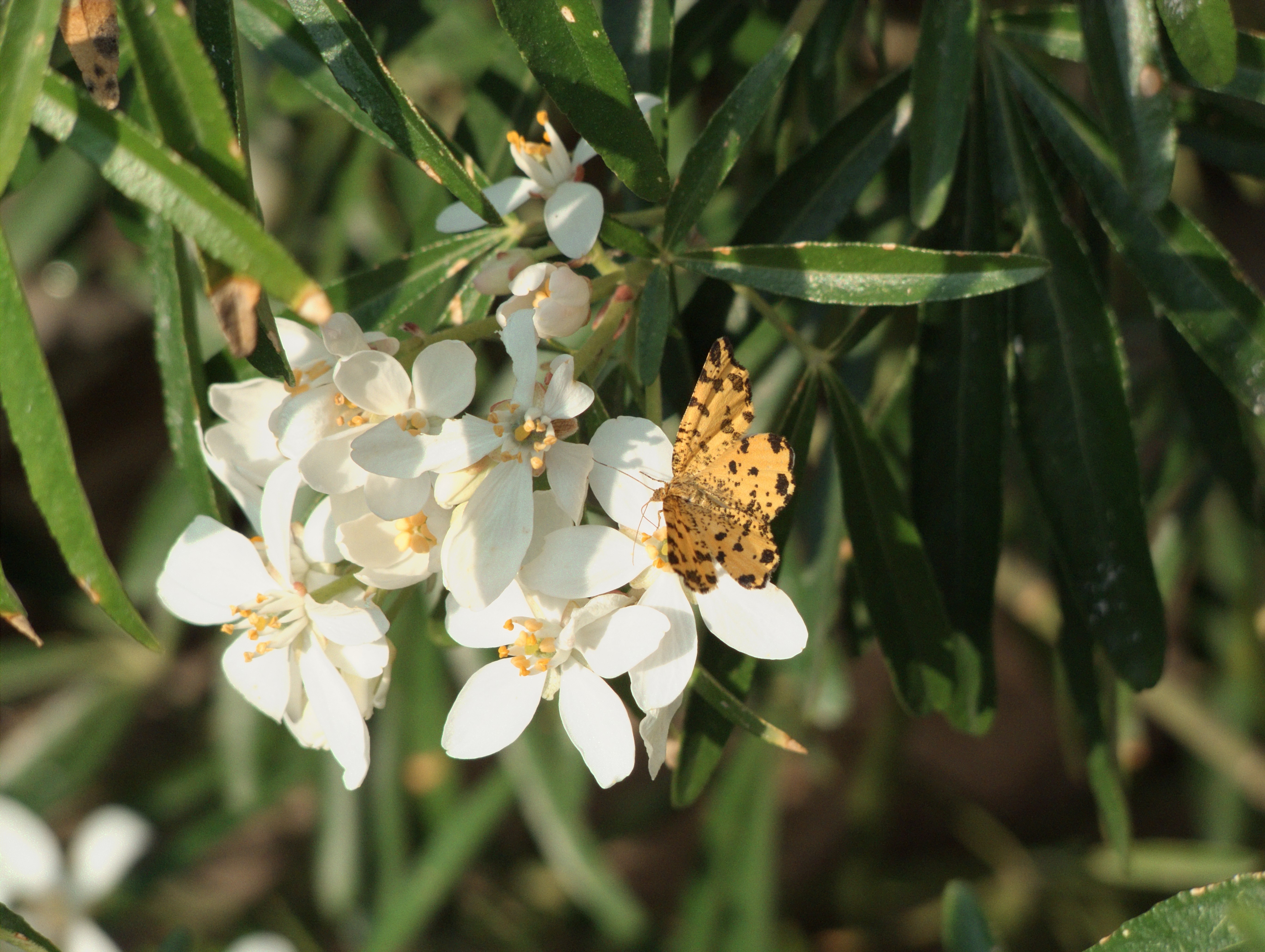 Campiglia Cervo (Biella): Farfalla su fiori - Campiglia Cervo (Biella)