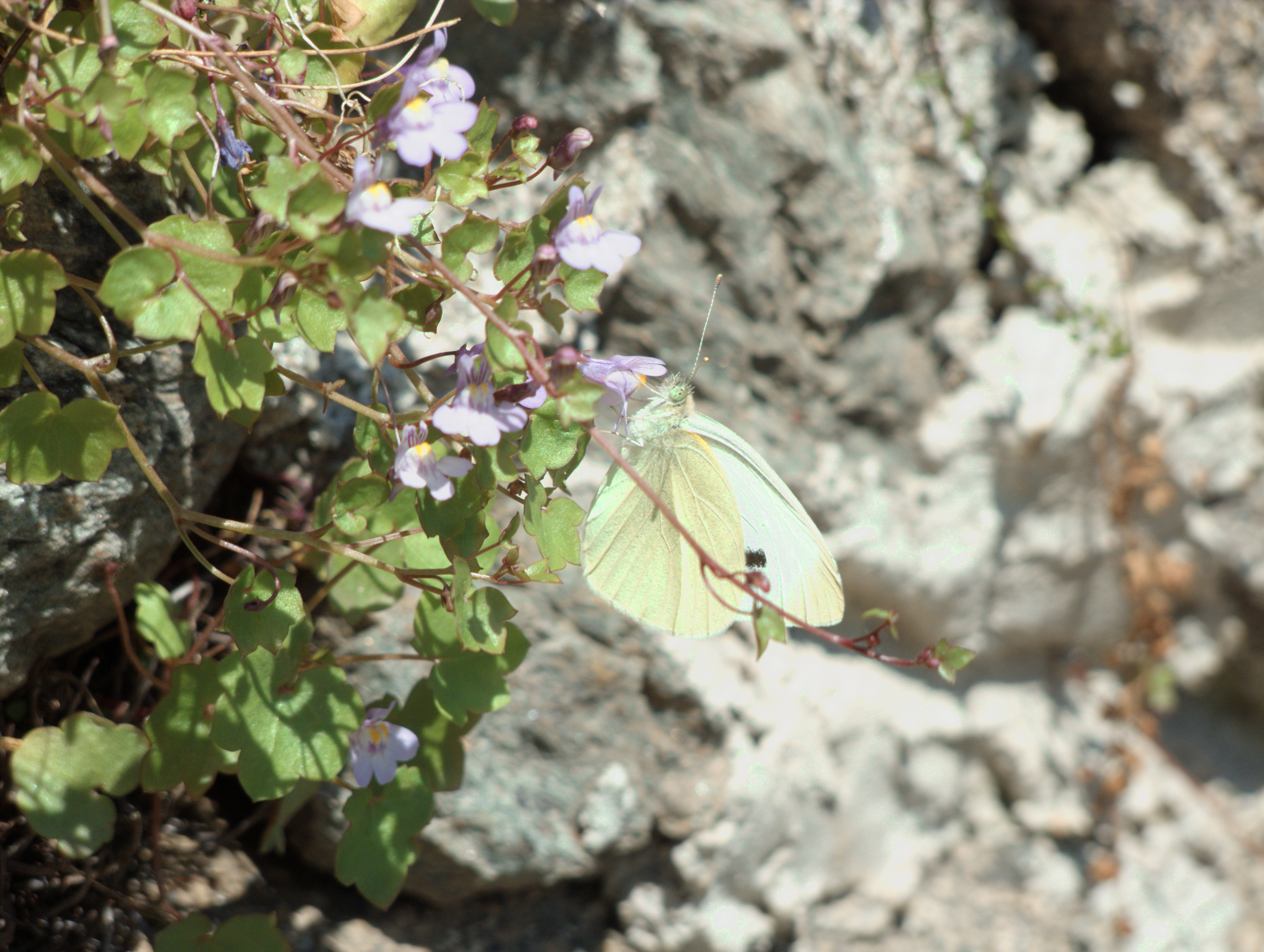 Campiglia Cervo (Biella, Italy): Butterfly - Campiglia Cervo (Biella, Italy)