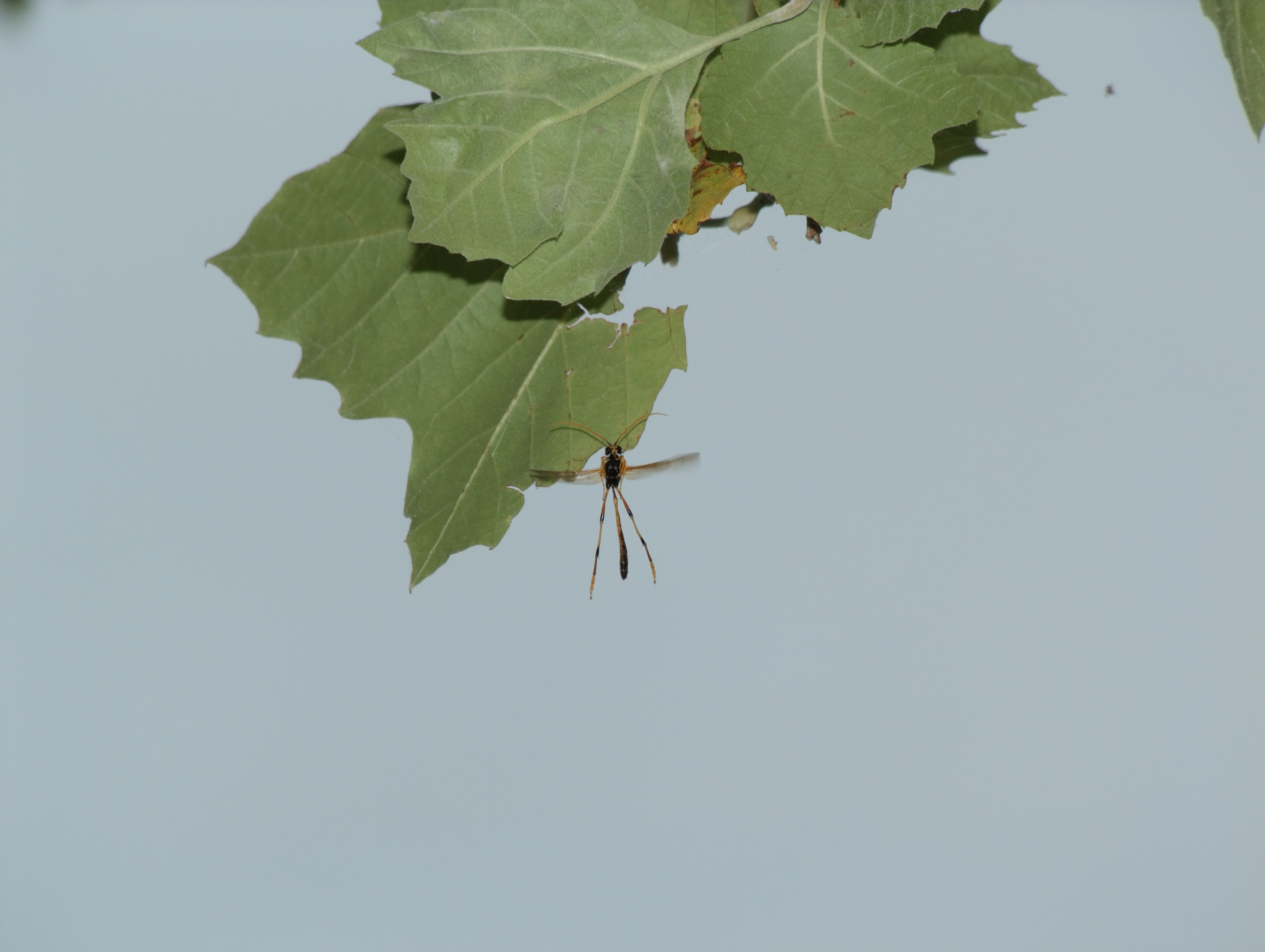 Cadrezzate (Varese) - Vespa in volo (Therium circumflexum)