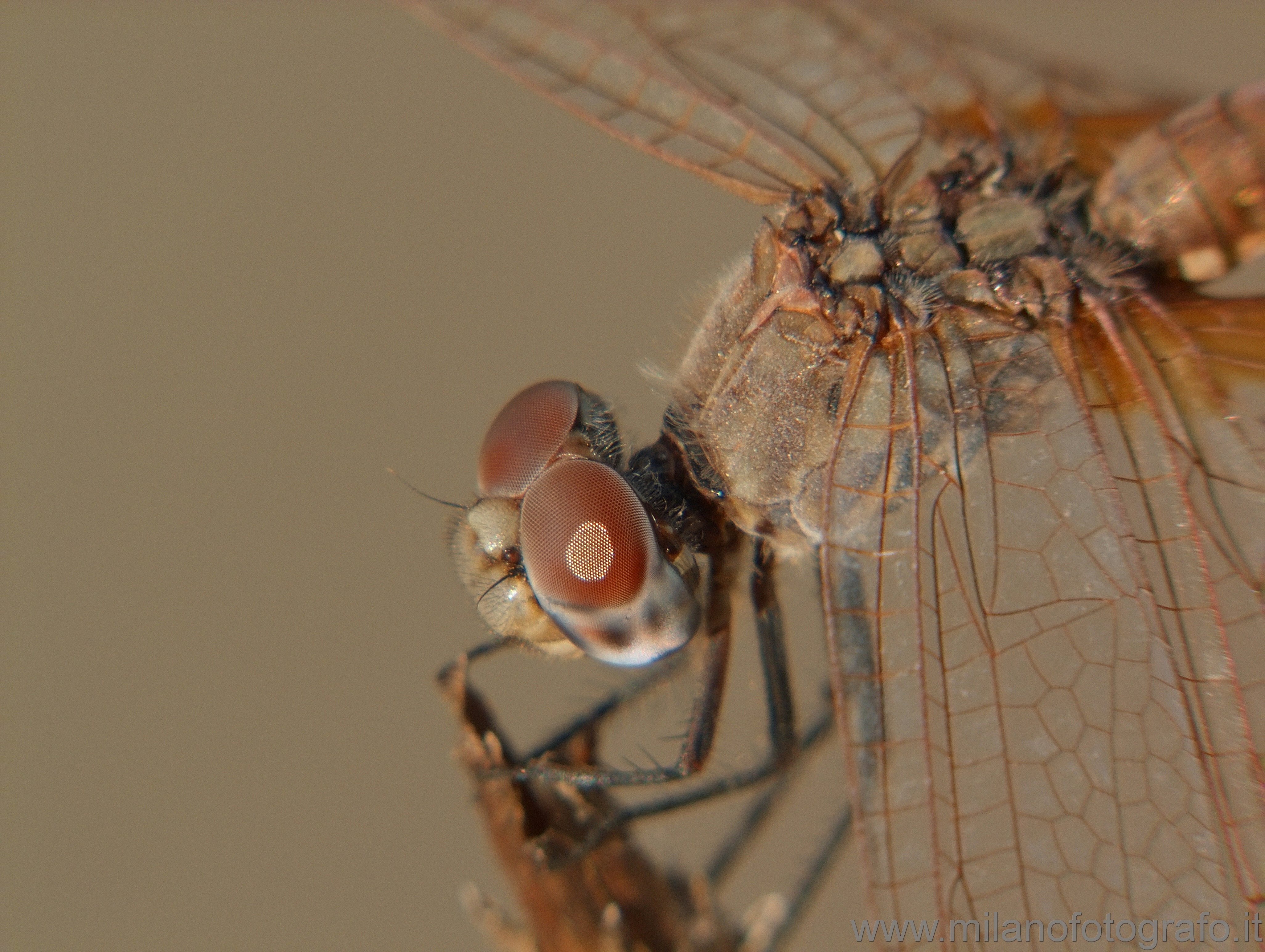 Torre San Giovanni (Lecce, Italy): Female of Trithemis annulata - Torre San Giovanni (Lecce, Italy)