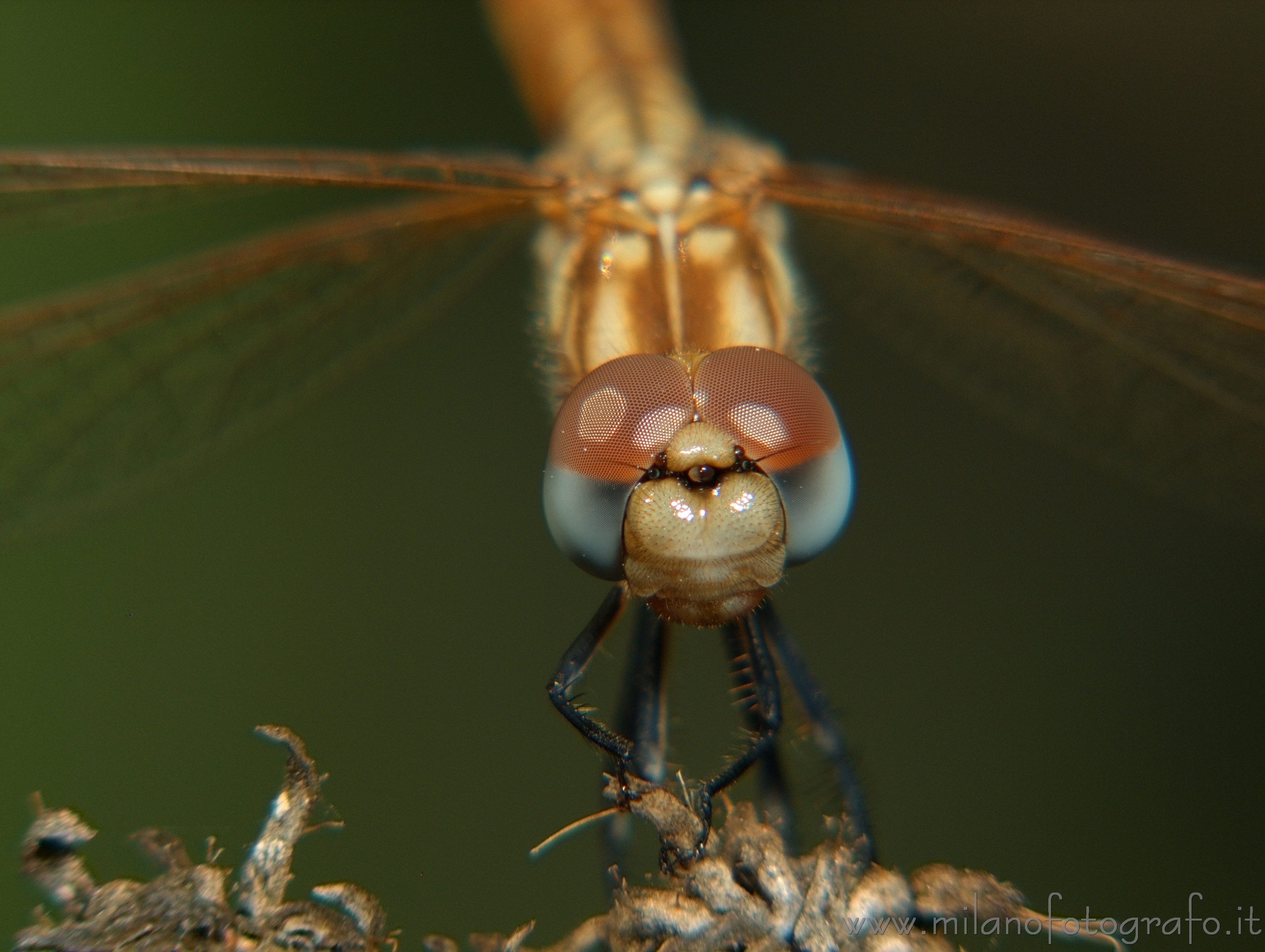 Torre San Giovanni (Lecce): Portrait di femmina di Trithemis annulata - Torre San Giovanni (Lecce)