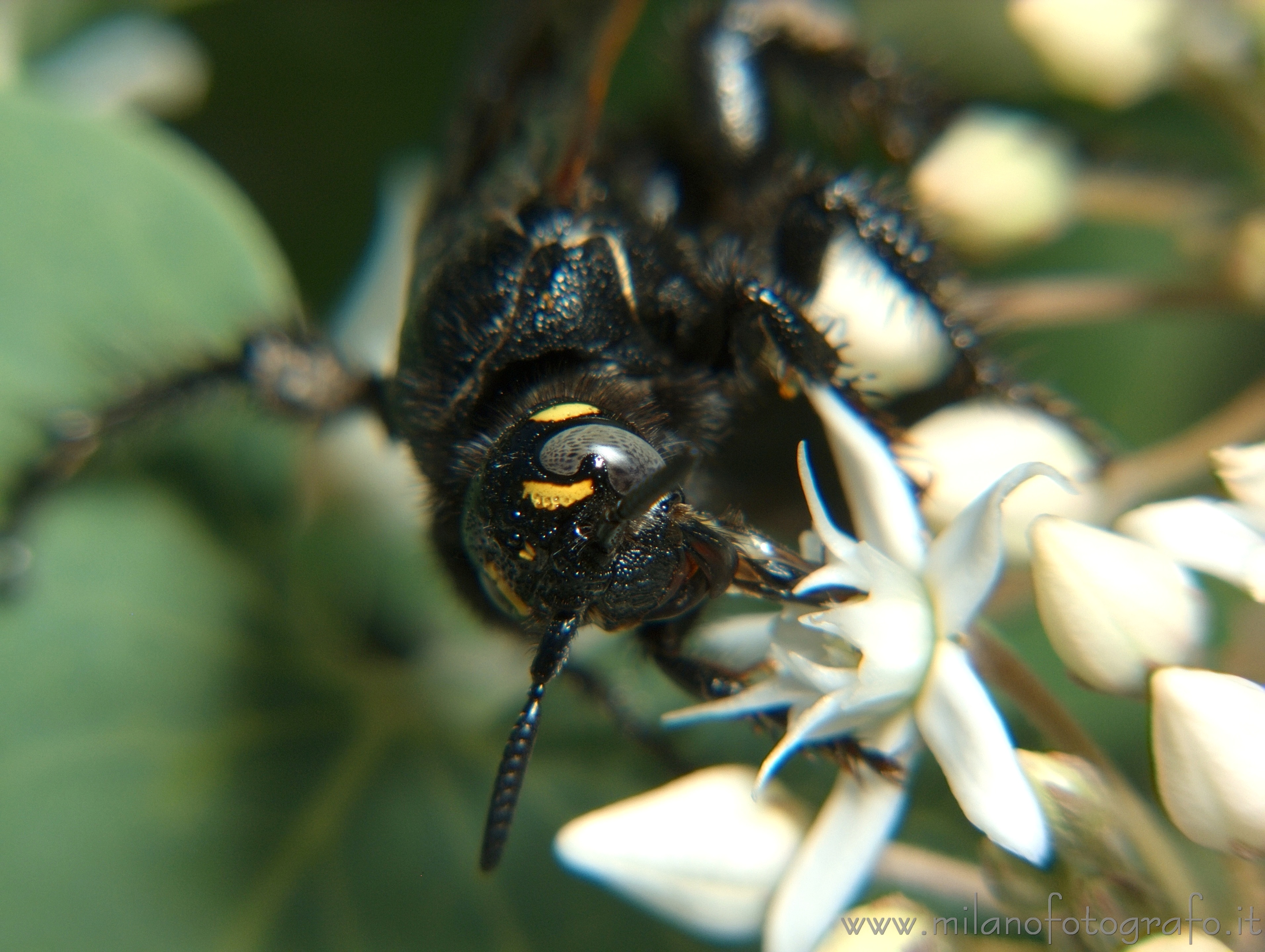 Torre San Giovanni (Lecce, Italy): Female Colpa sexmaculata - Torre San Giovanni (Lecce, Italy)