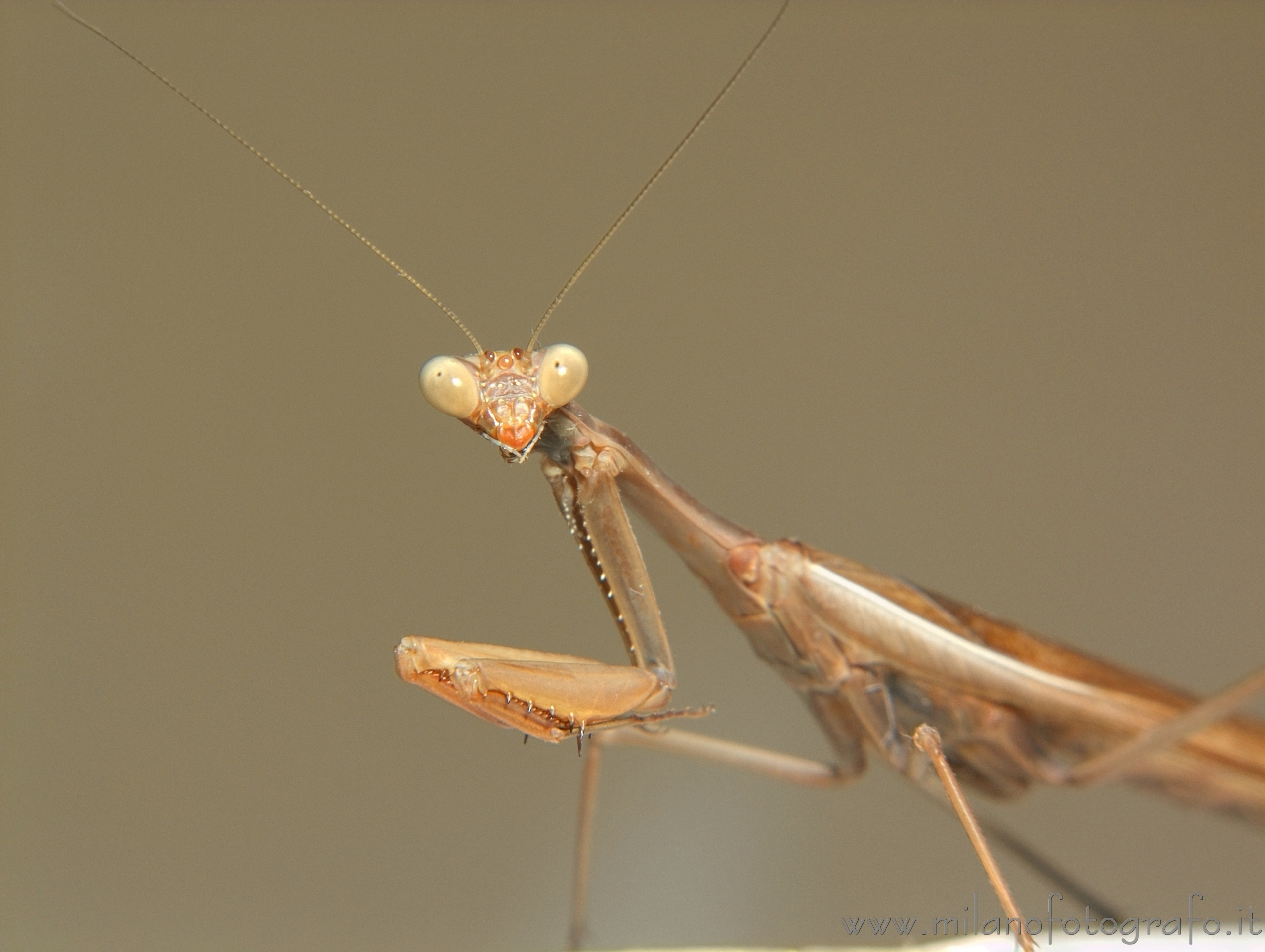 Torre San Giovanni (Lecce, Italy): Praying mantis - Torre San Giovanni (Lecce, Italy)