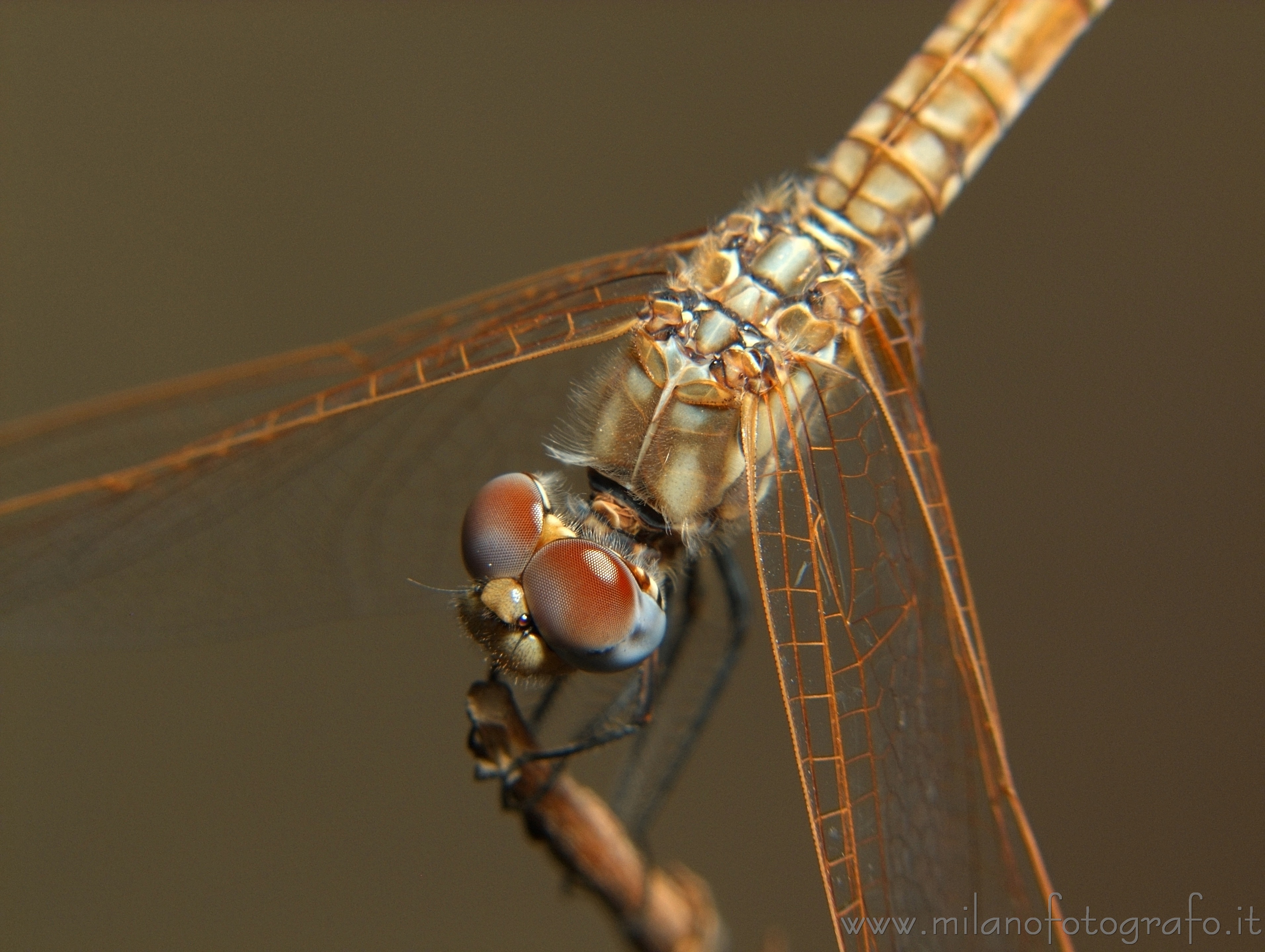 Torre San Giovanni (Lecce) - Femmina di Trithemis annulata