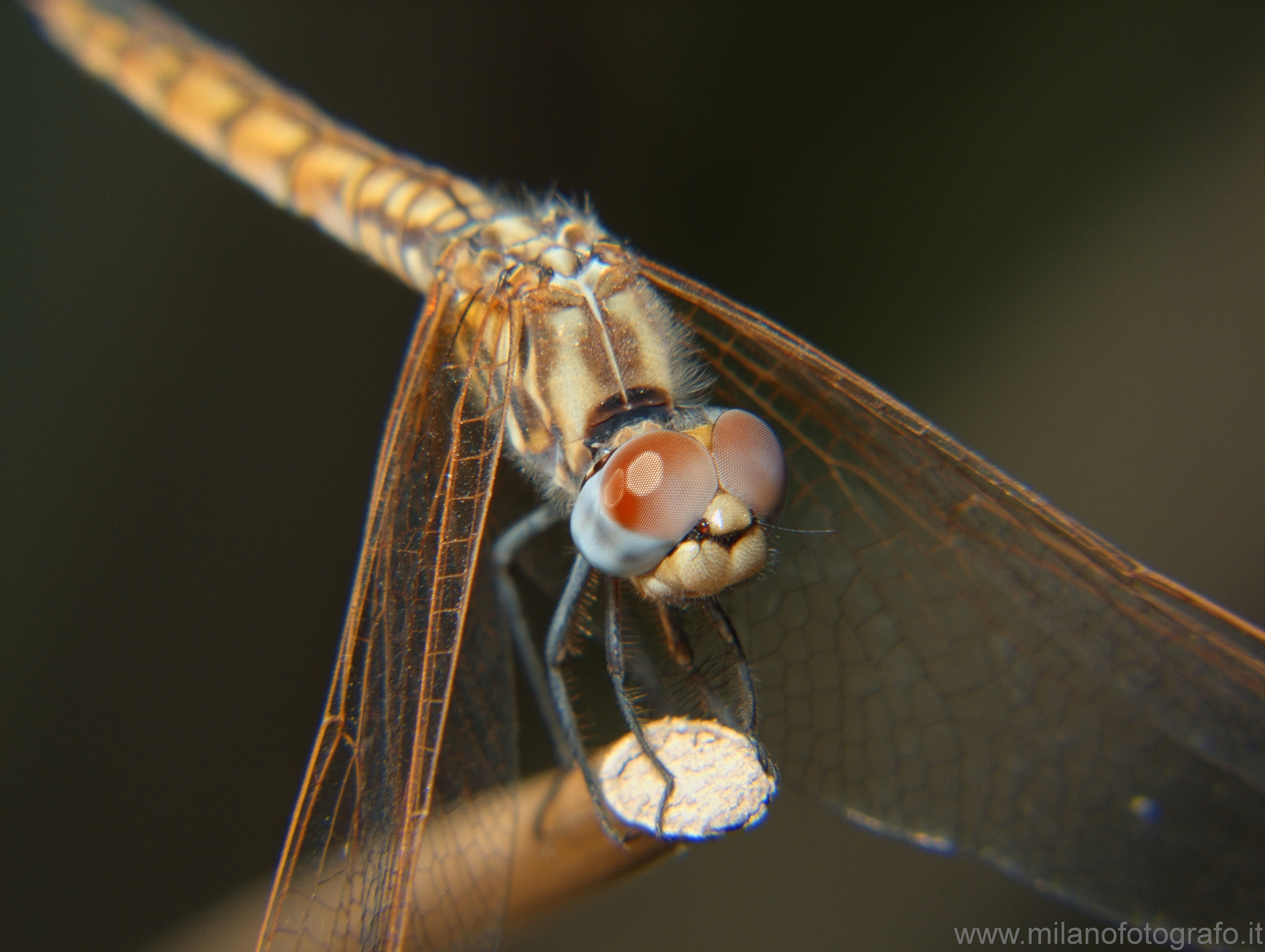 Torre San Giovanni (Lecce, Italy): Female Trithemis annulata - Torre San Giovanni (Lecce, Italy)