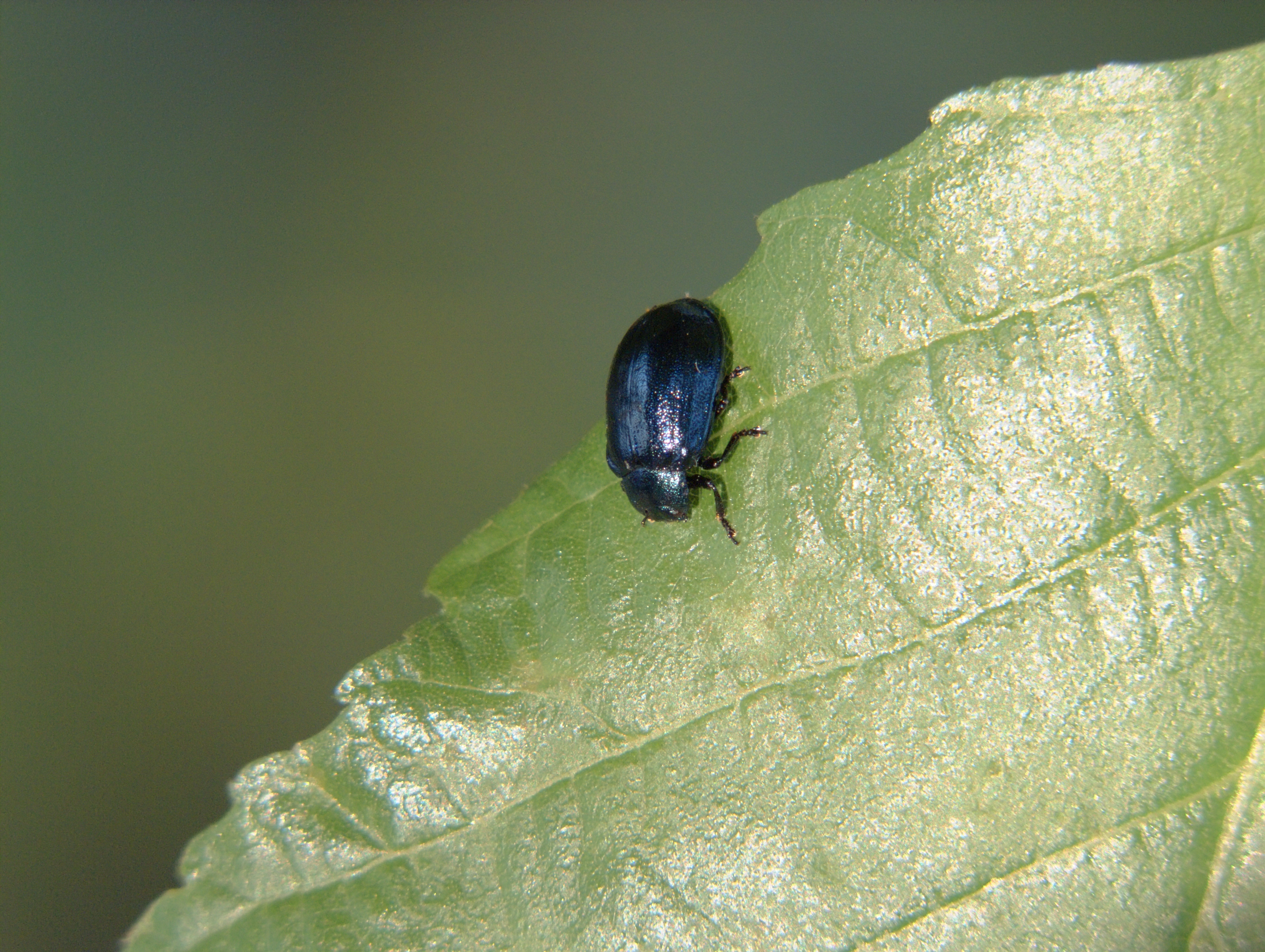 Cadrezzate (Varese, Italy): Crisomelide beetle species not identified with certainty - Cadrezzate (Varese, Italy)