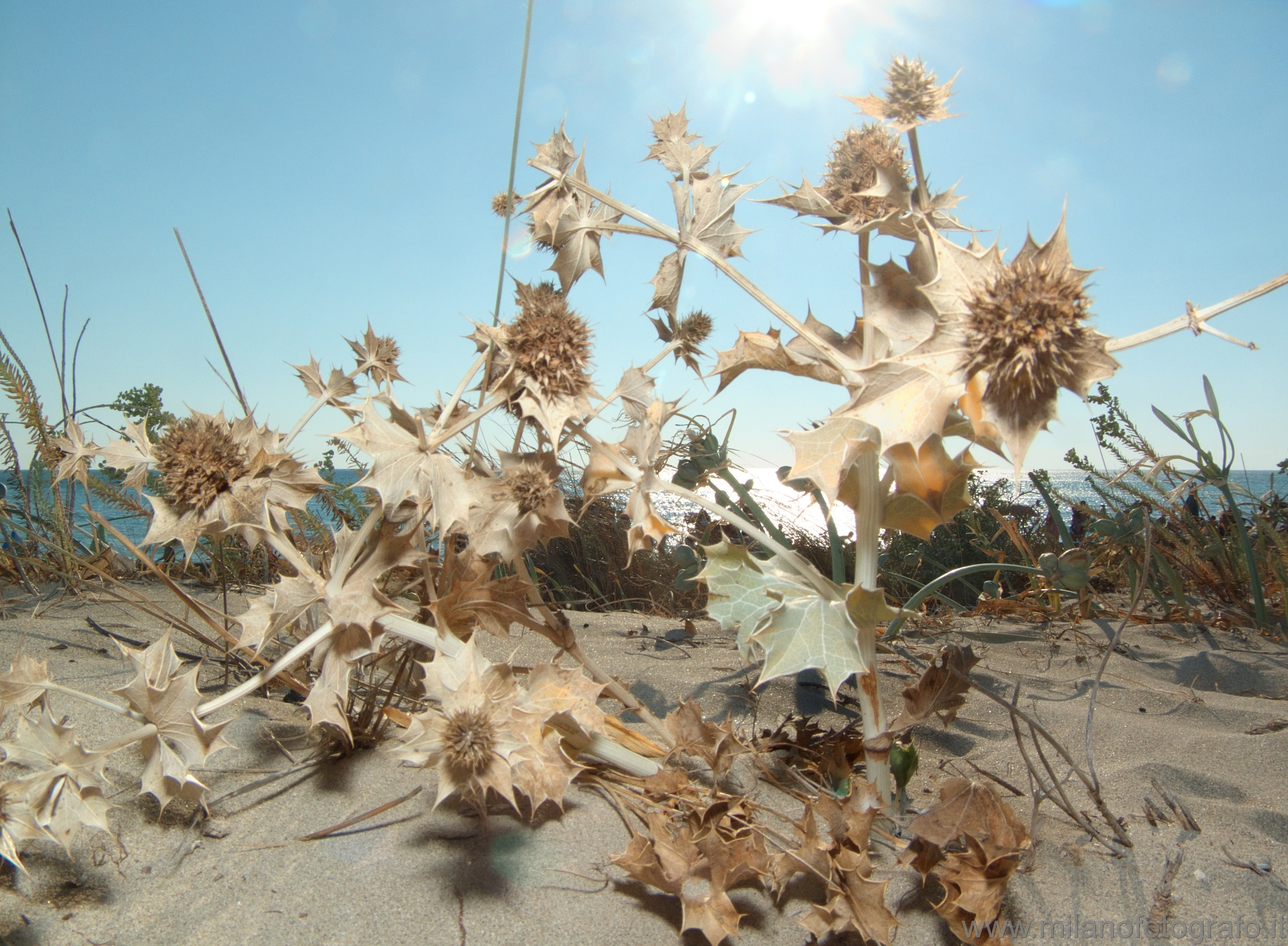 Torre San Giovanni (Lecce, Italy): Dry plant on the dunes with sea in the background - Torre San Giovanni (Lecce, Italy)