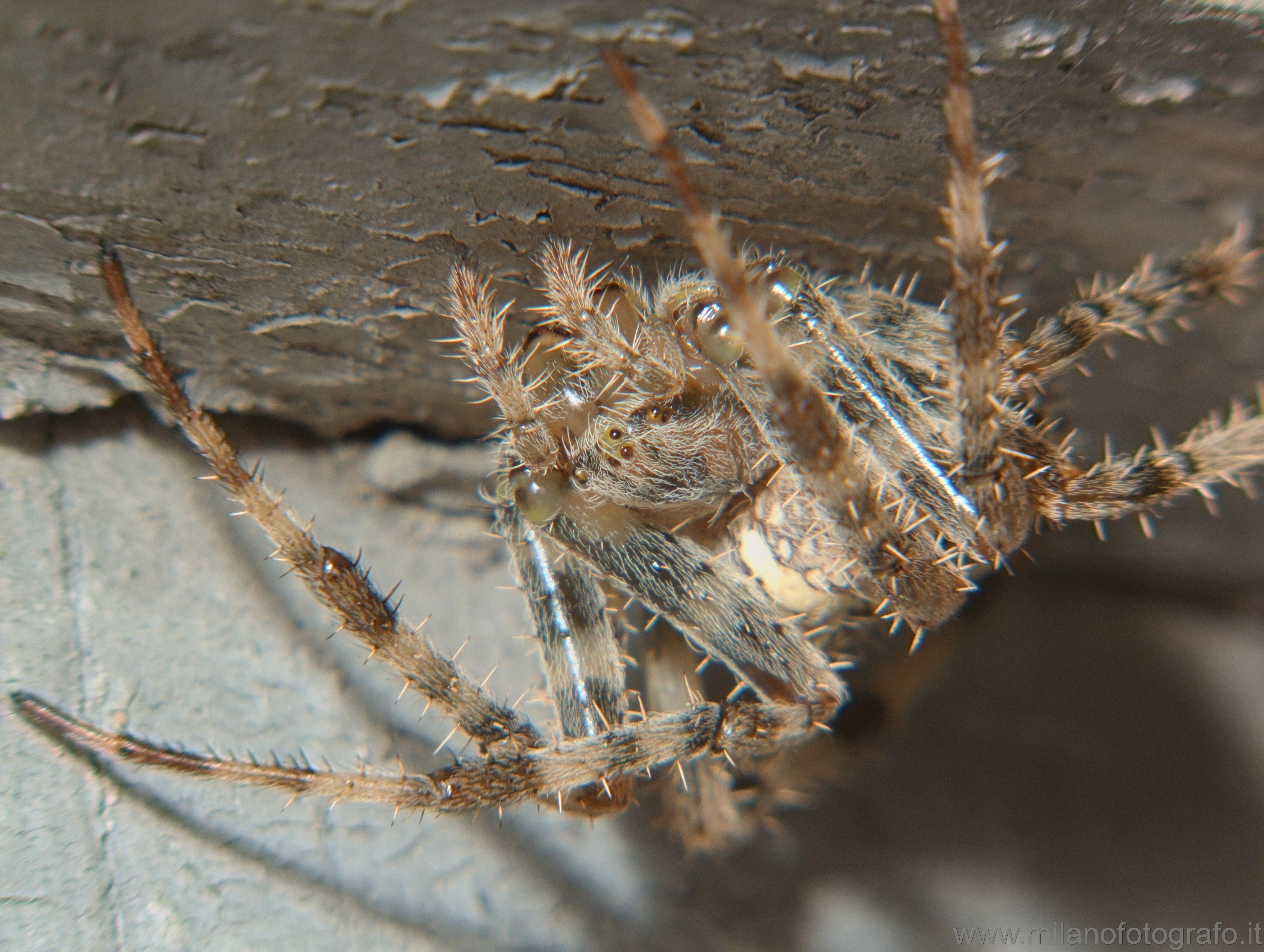 Campiglia Cervo (Biella, Italy): Araneus diadematus (Garden spider) - Campiglia Cervo (Biella, Italy)