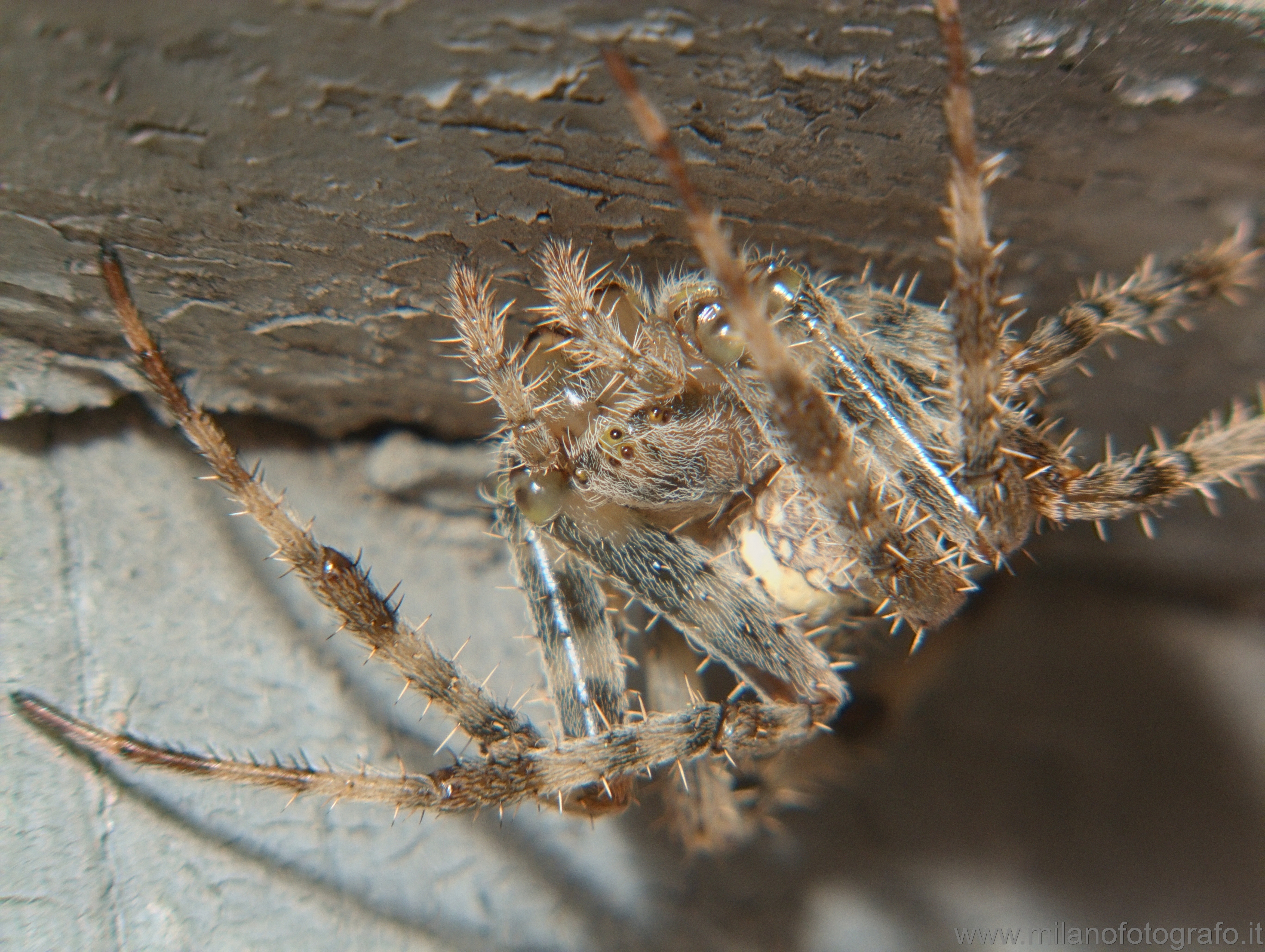 Campiglia Cervo (Biella): Araneus diadematus
(Ragno crociato) - Campiglia Cervo (Biella)