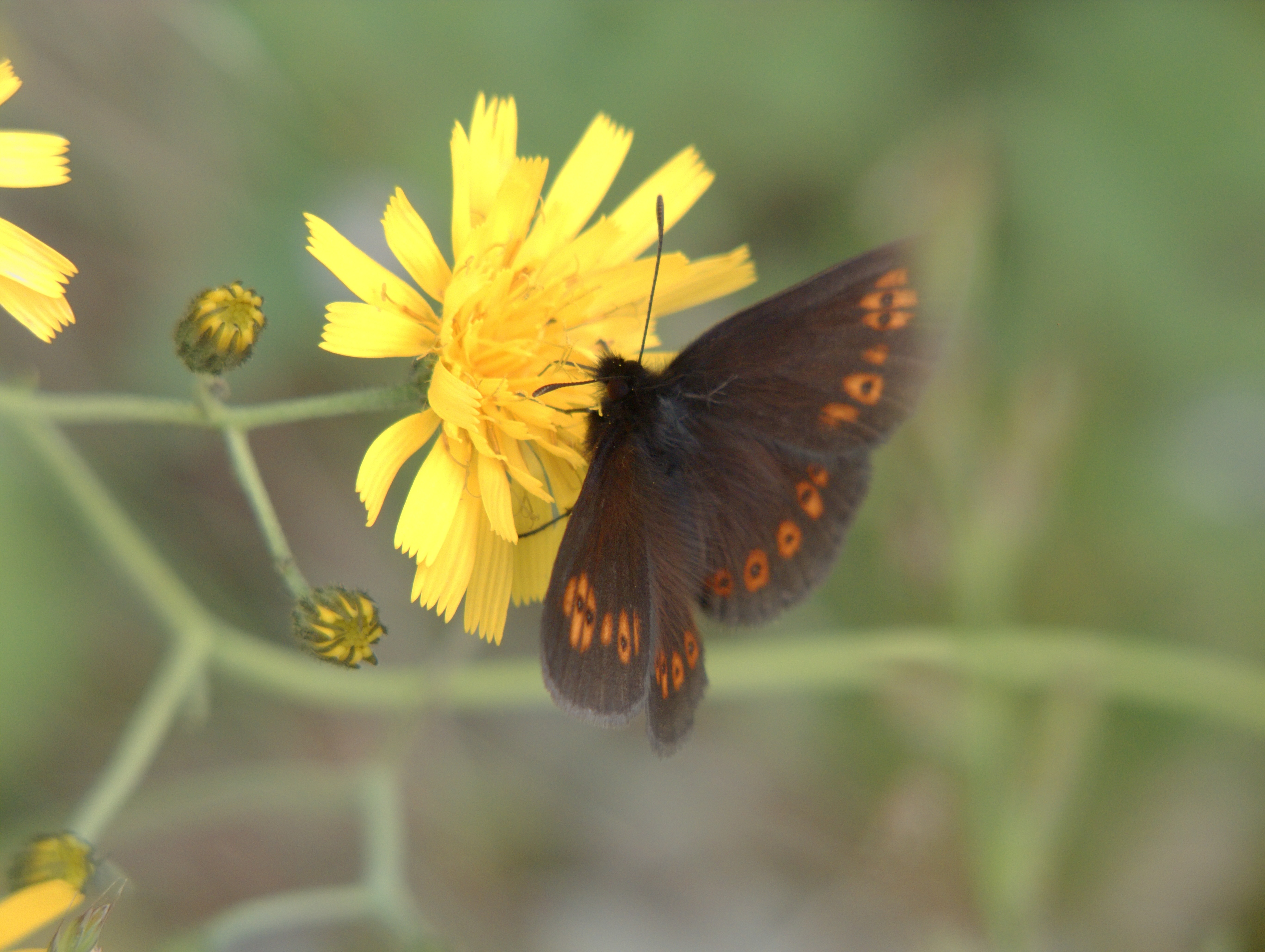 Biella (Italy): Butterfly on flower - Biella (Italy)