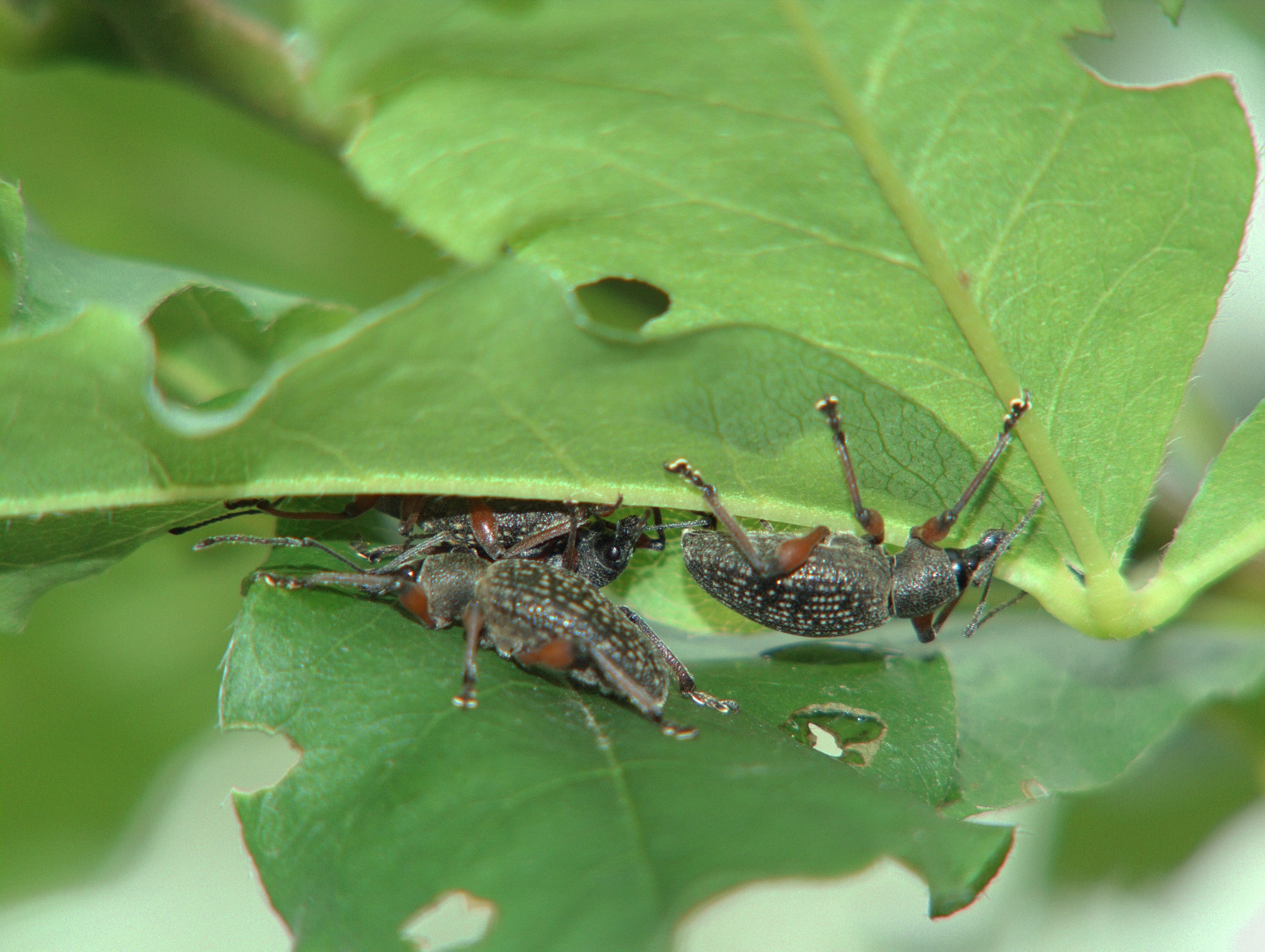 Biella (Italy): Weevil beetles - Biella (Italy)