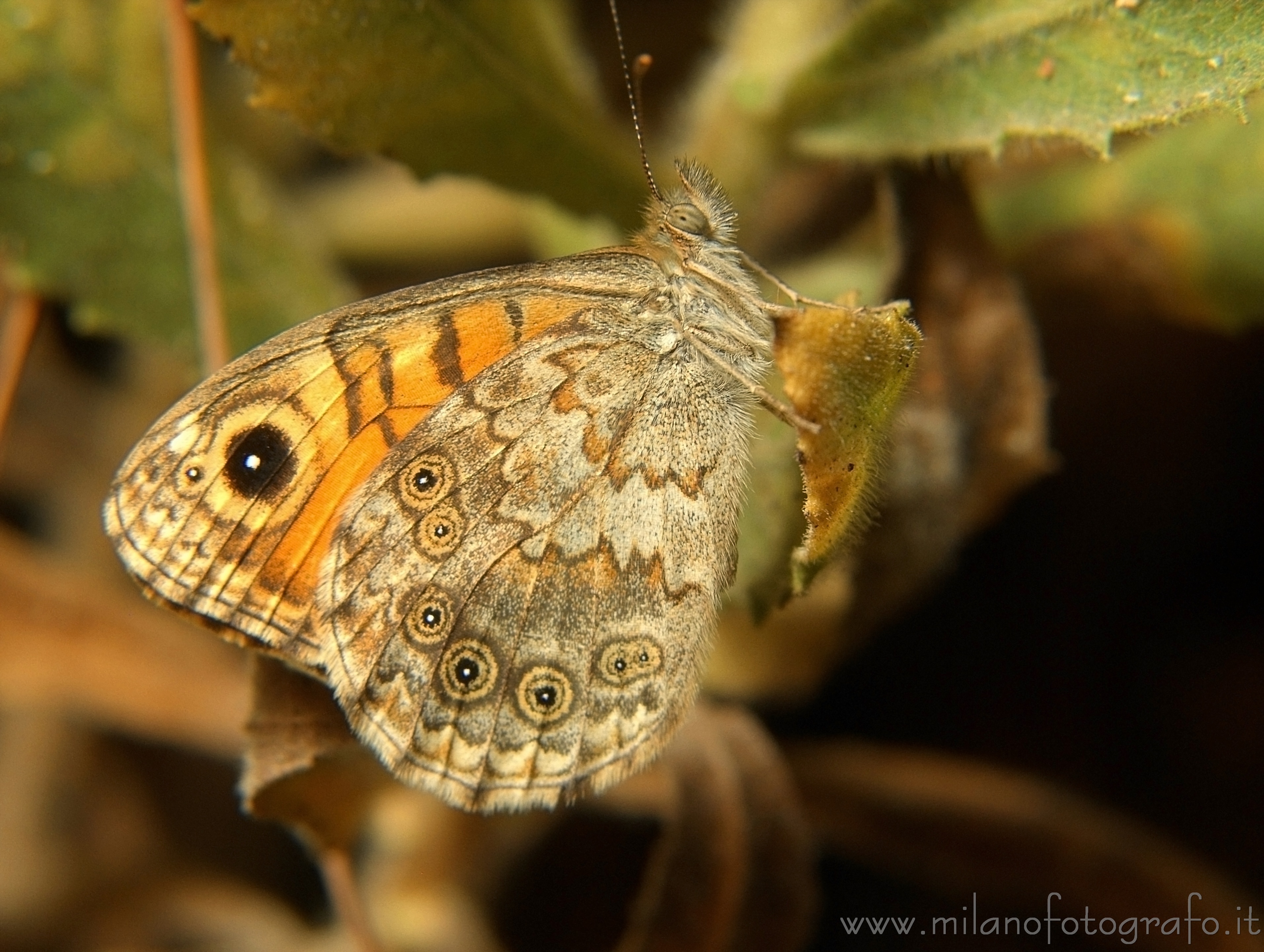 Torre San Giovanni (Lecce, Italy): Small butterfly - Torre San Giovanni (Lecce, Italy)