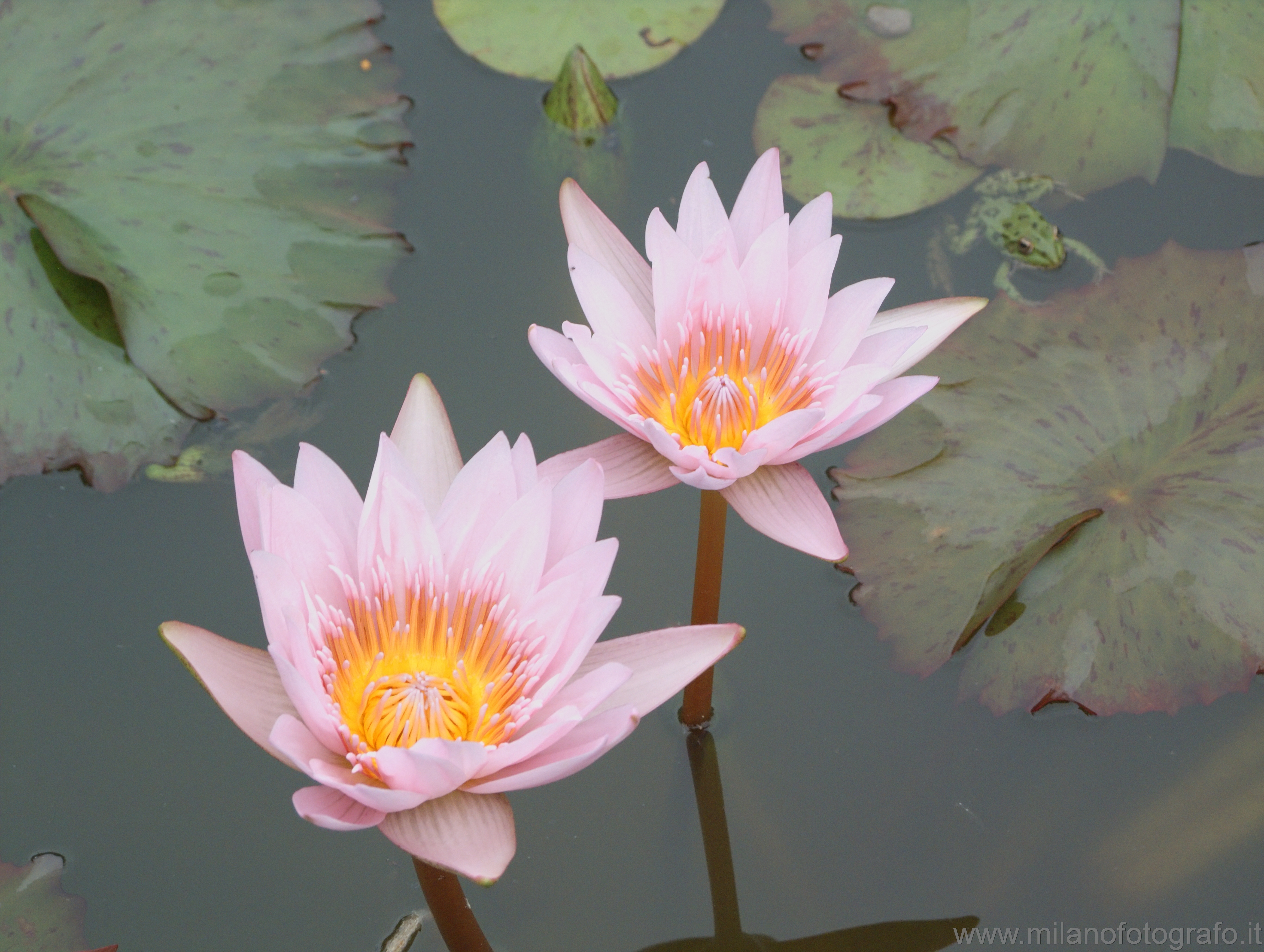 Isola Bella (Lake Maggiore, Italy): Pink waterlily - Isola Bella (Lake Maggiore, Italy)