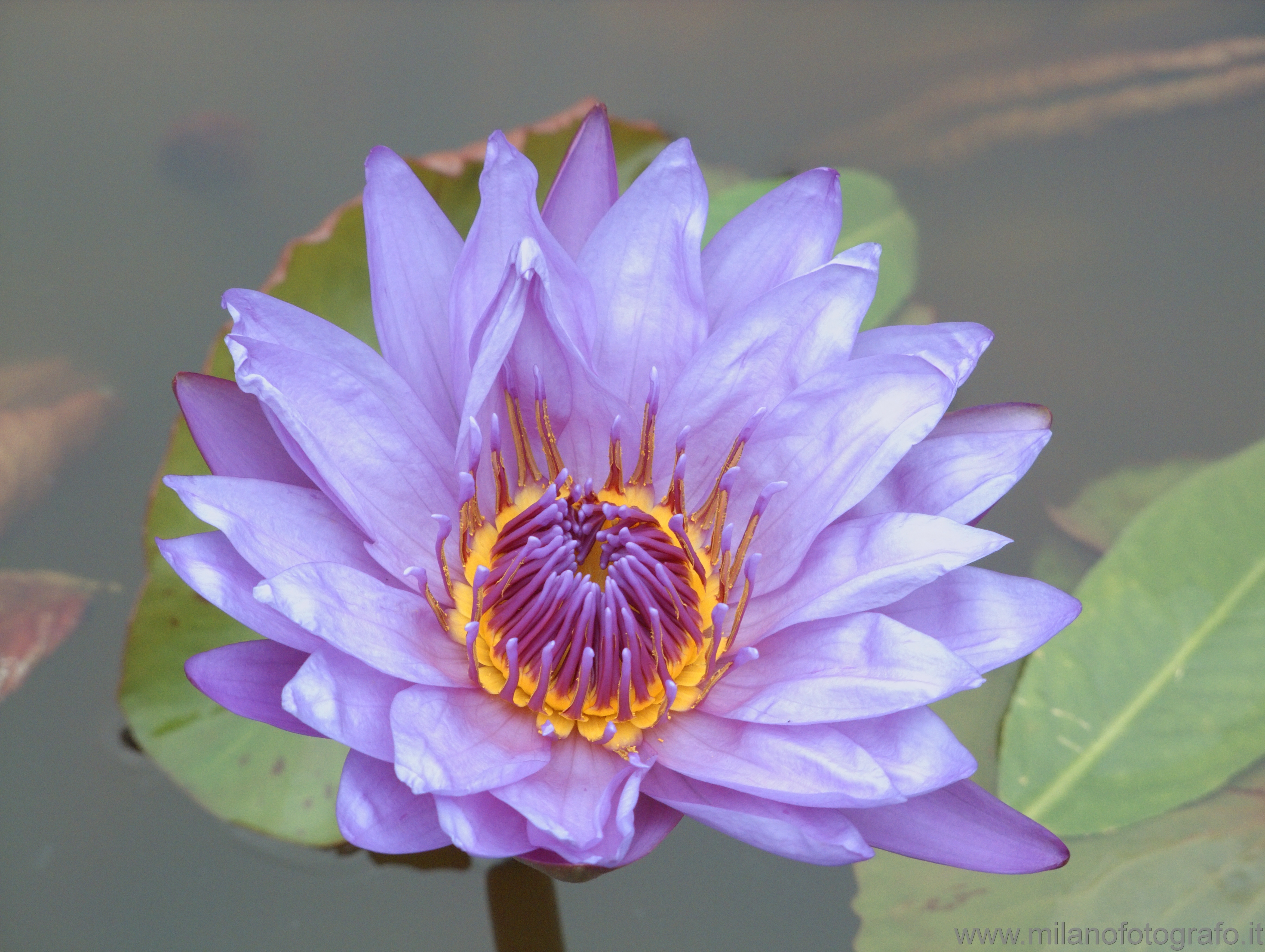 Isola Bella (Lake Maggiore, Italy): Violet waterlily - Isola Bella (Lake Maggiore, Italy)