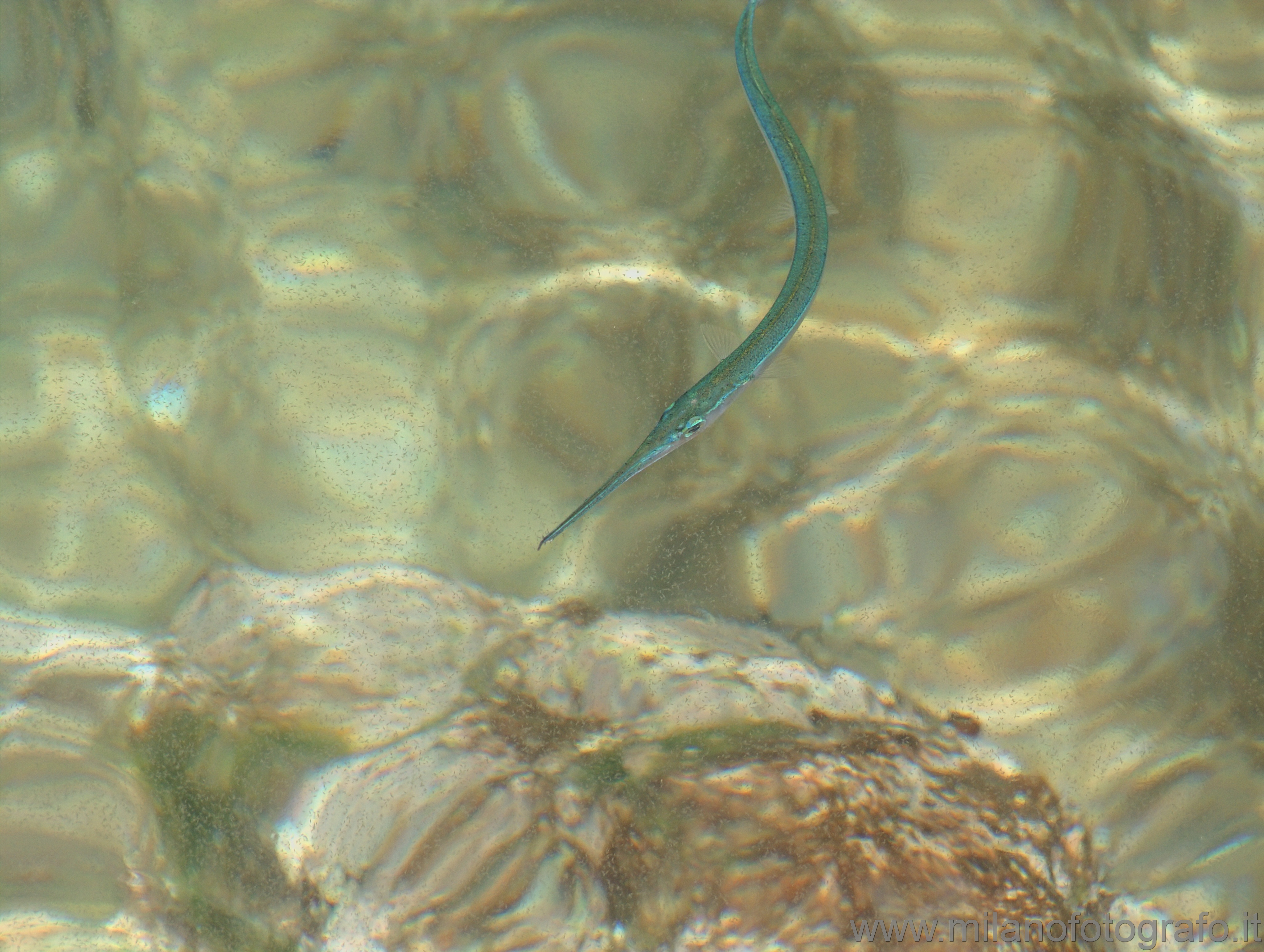 Santa Caterina (Lecce, Italy): Fish just under the surface - Santa Caterina (Lecce, Italy)