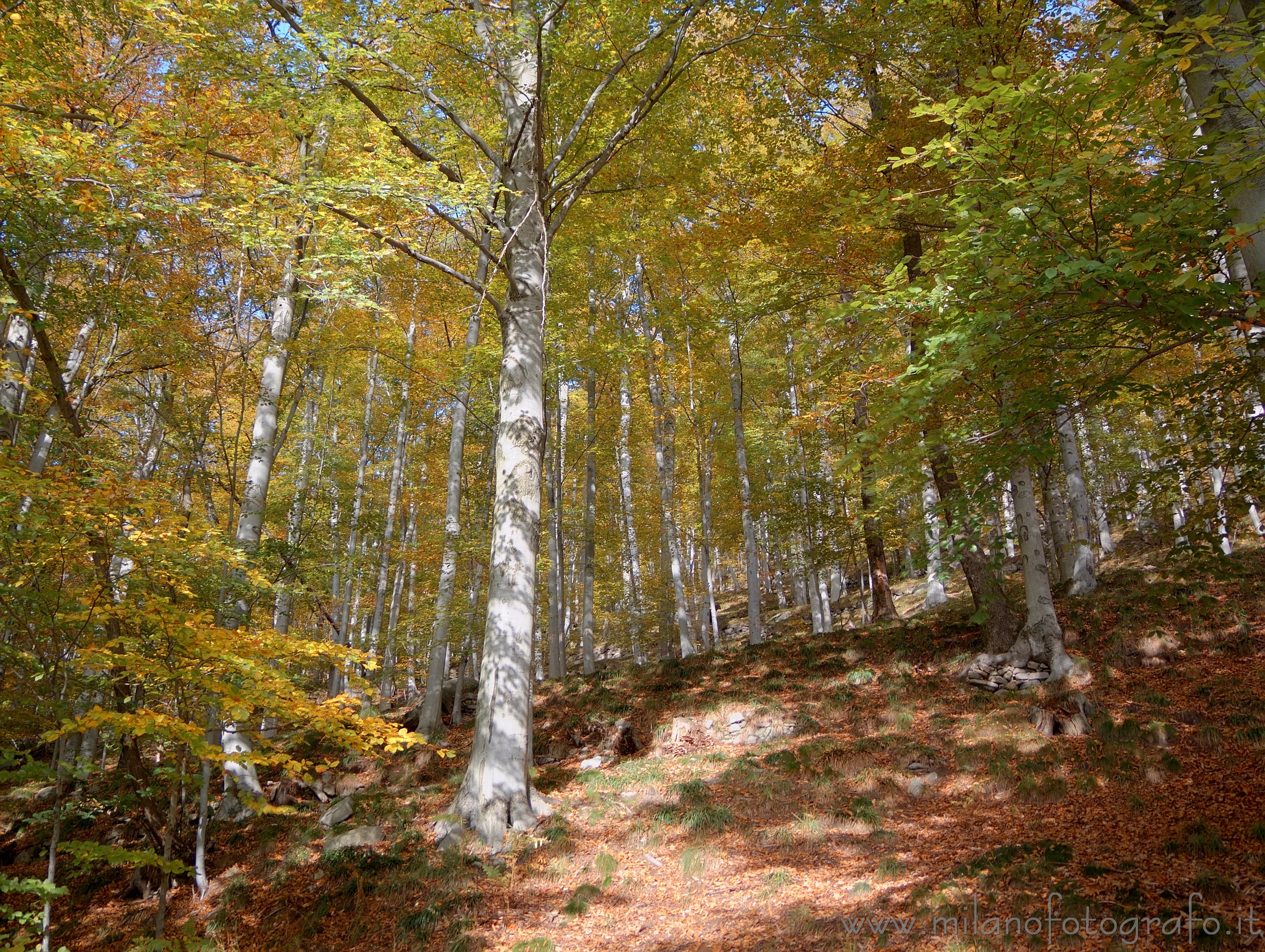 Piaro (Biella, Italy): beech forest in autumn - Piaro (Biella, Italy)