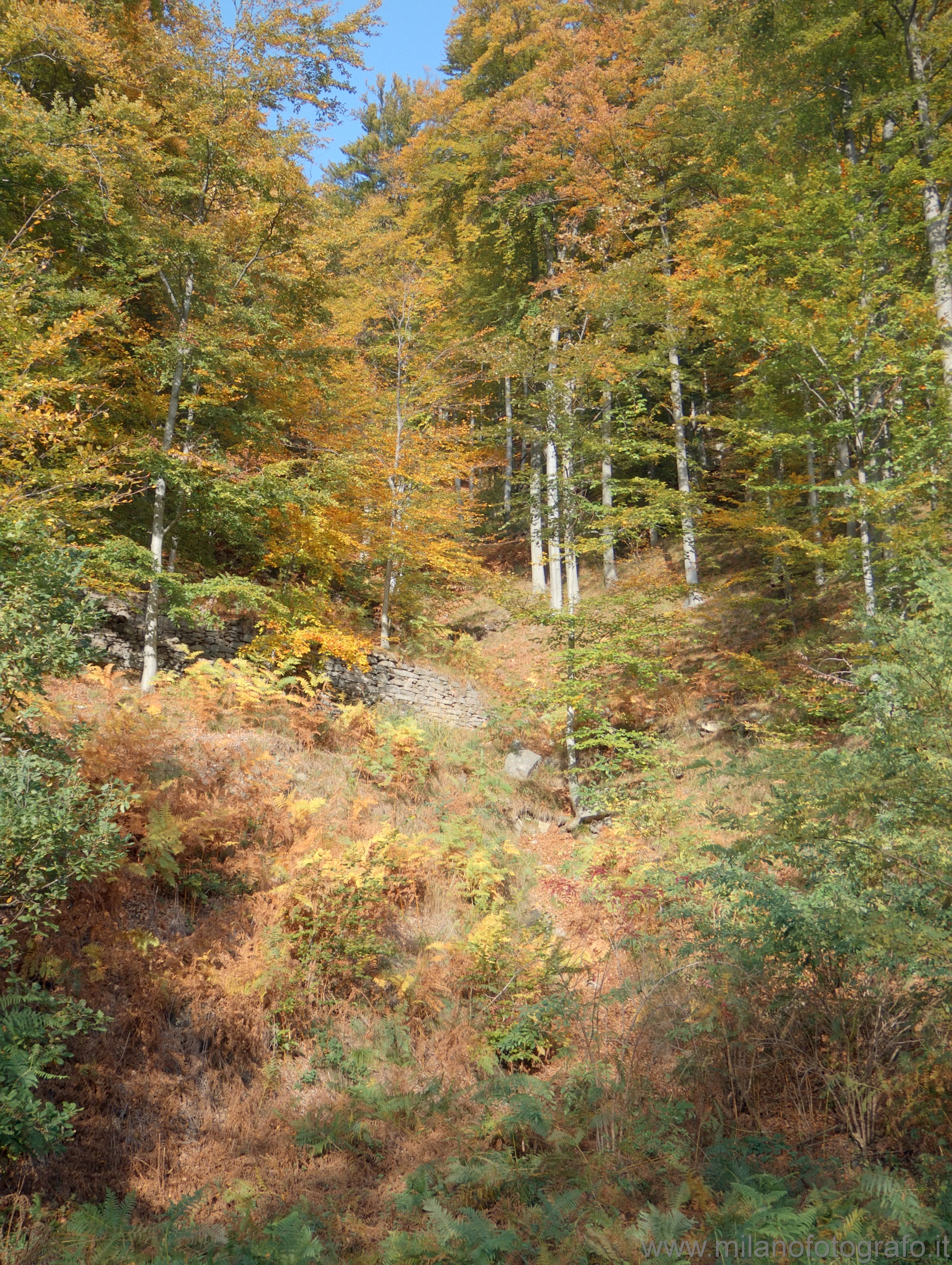 Piaro (Biella) - Il bosco autunalle