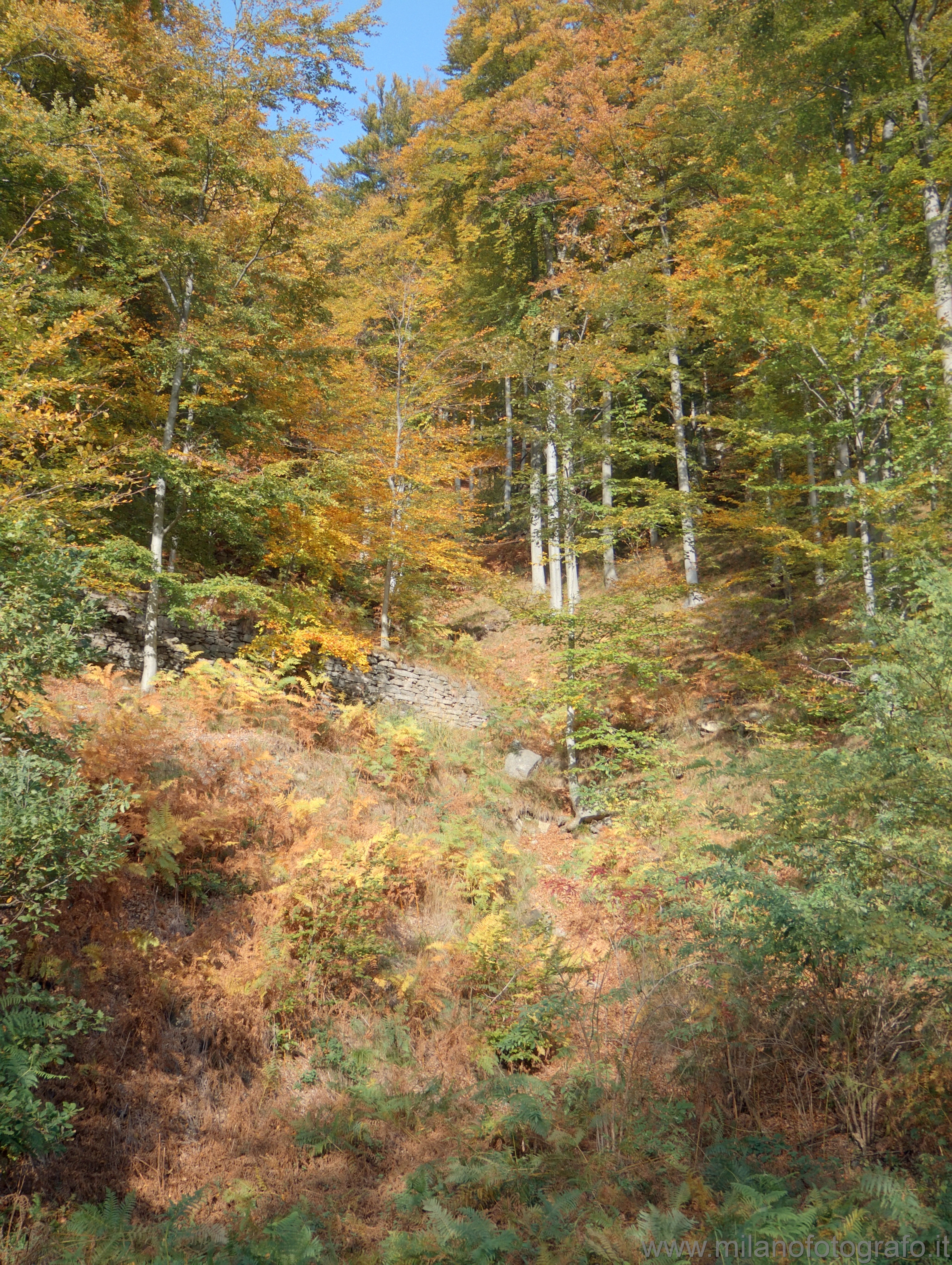 Piaro (Biella, Italy): Autumn woods - Piaro (Biella, Italy)