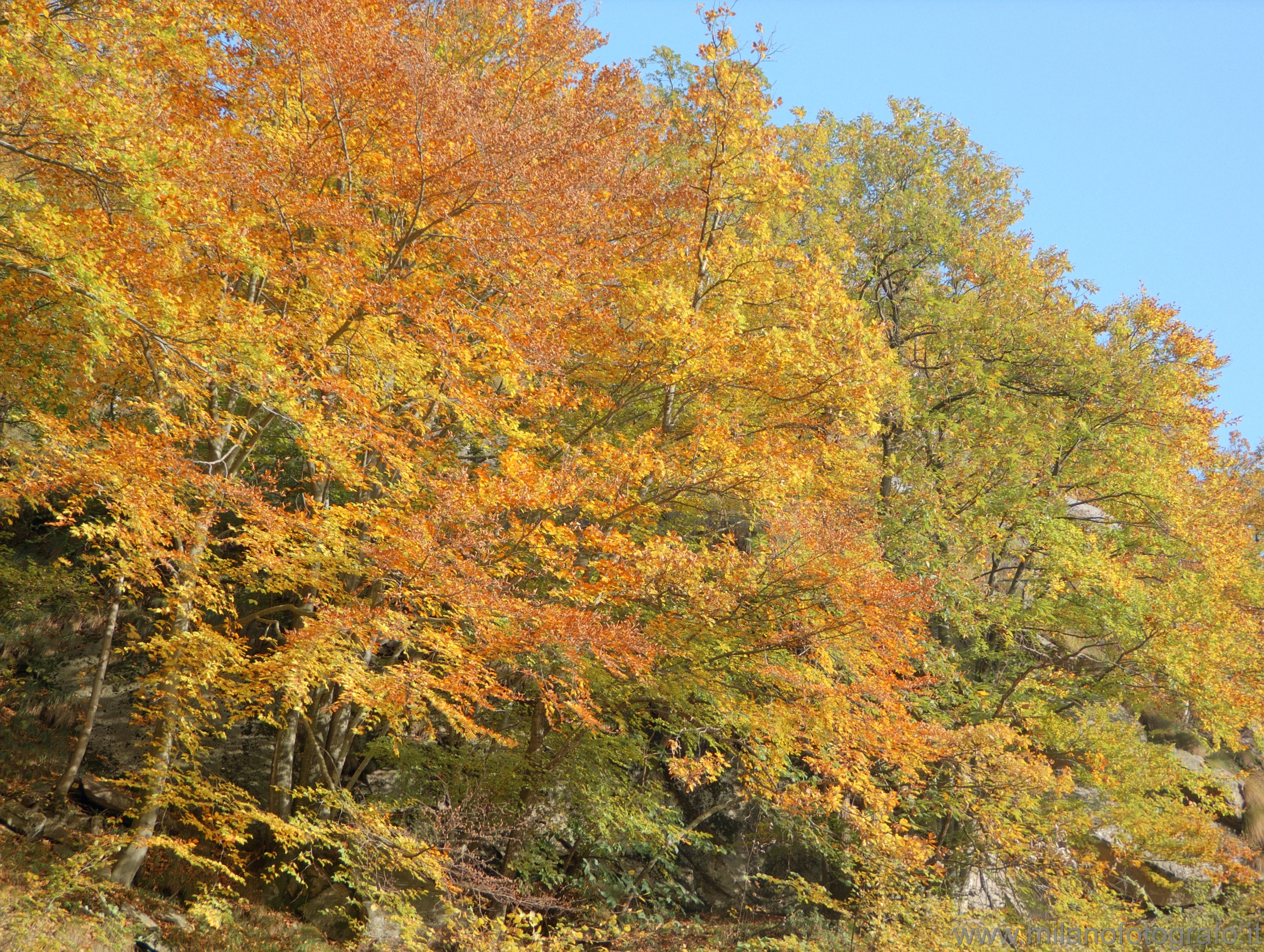 Piaro (Biella): Bosco autunnale - Piaro (Biella)