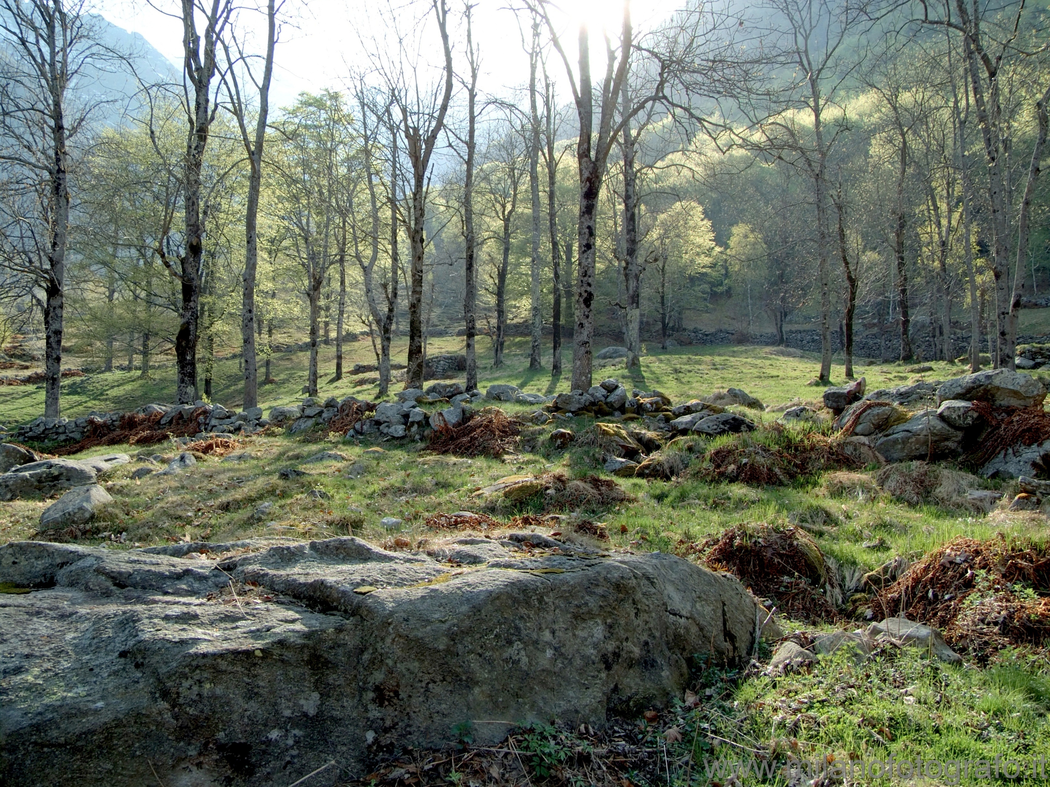 Desate at Rosazza (Biella, Italy): Spring landscape - Desate at Rosazza (Biella, Italy)