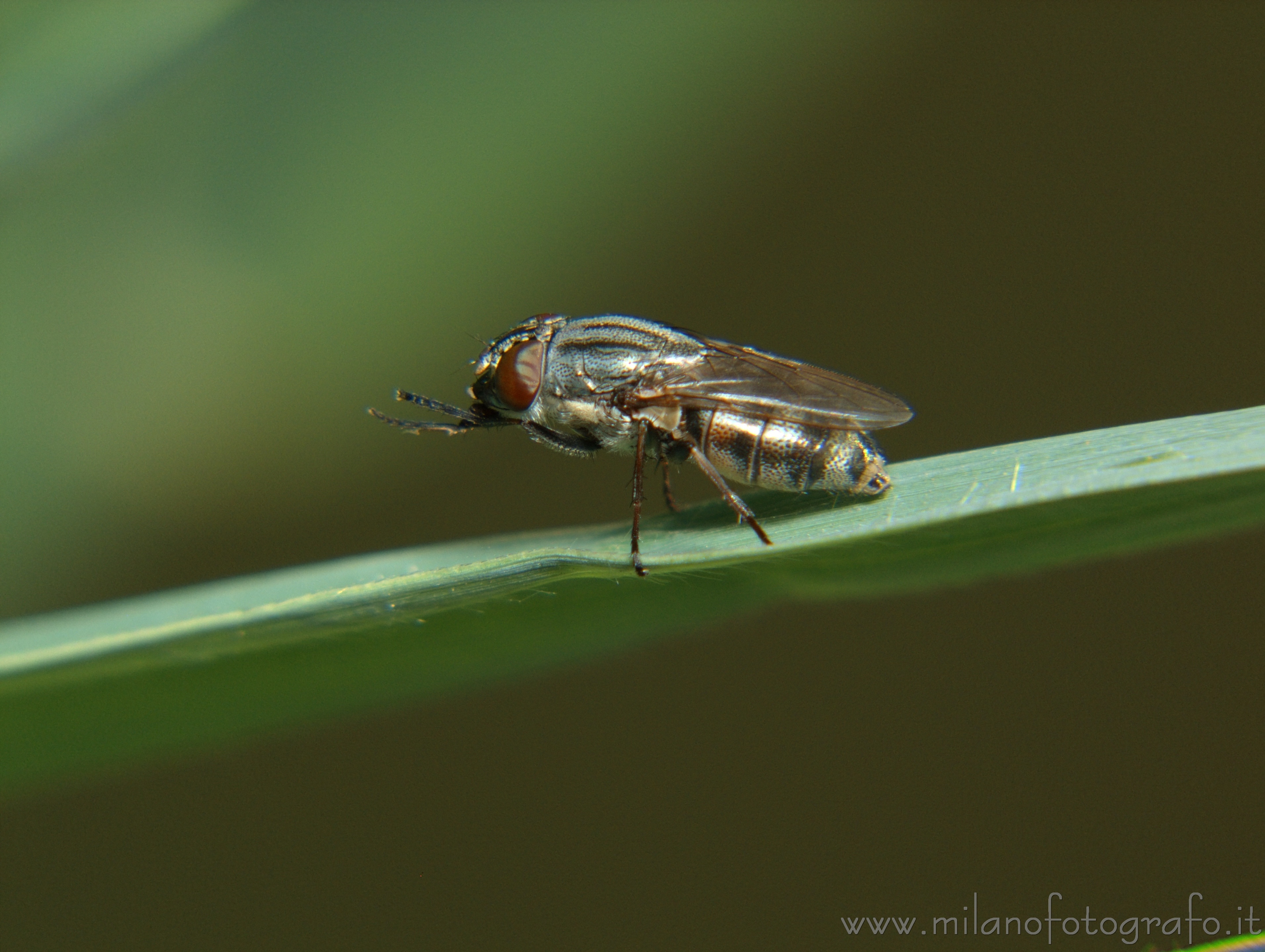 Cadrezzate (Varese, Italy): Fly of unidentified species - Cadrezzate (Varese, Italy)