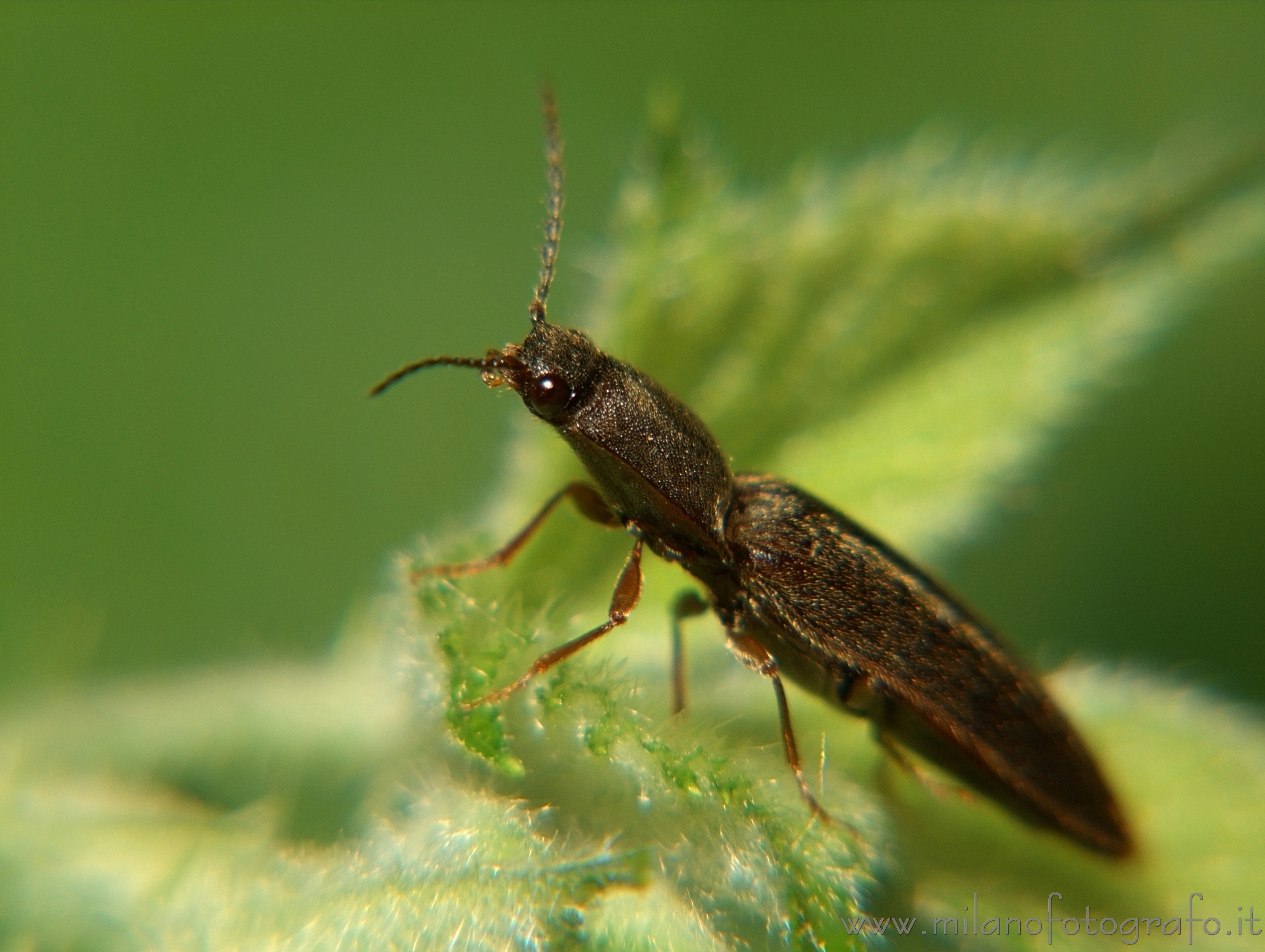 Cadrezzate (Varese, Italy): Elateride beetle - Cadrezzate (Varese, Italy) Cadrezzate (Varese, Italy): Elateride beetle - Cadrezzate (Varese, Italy)
