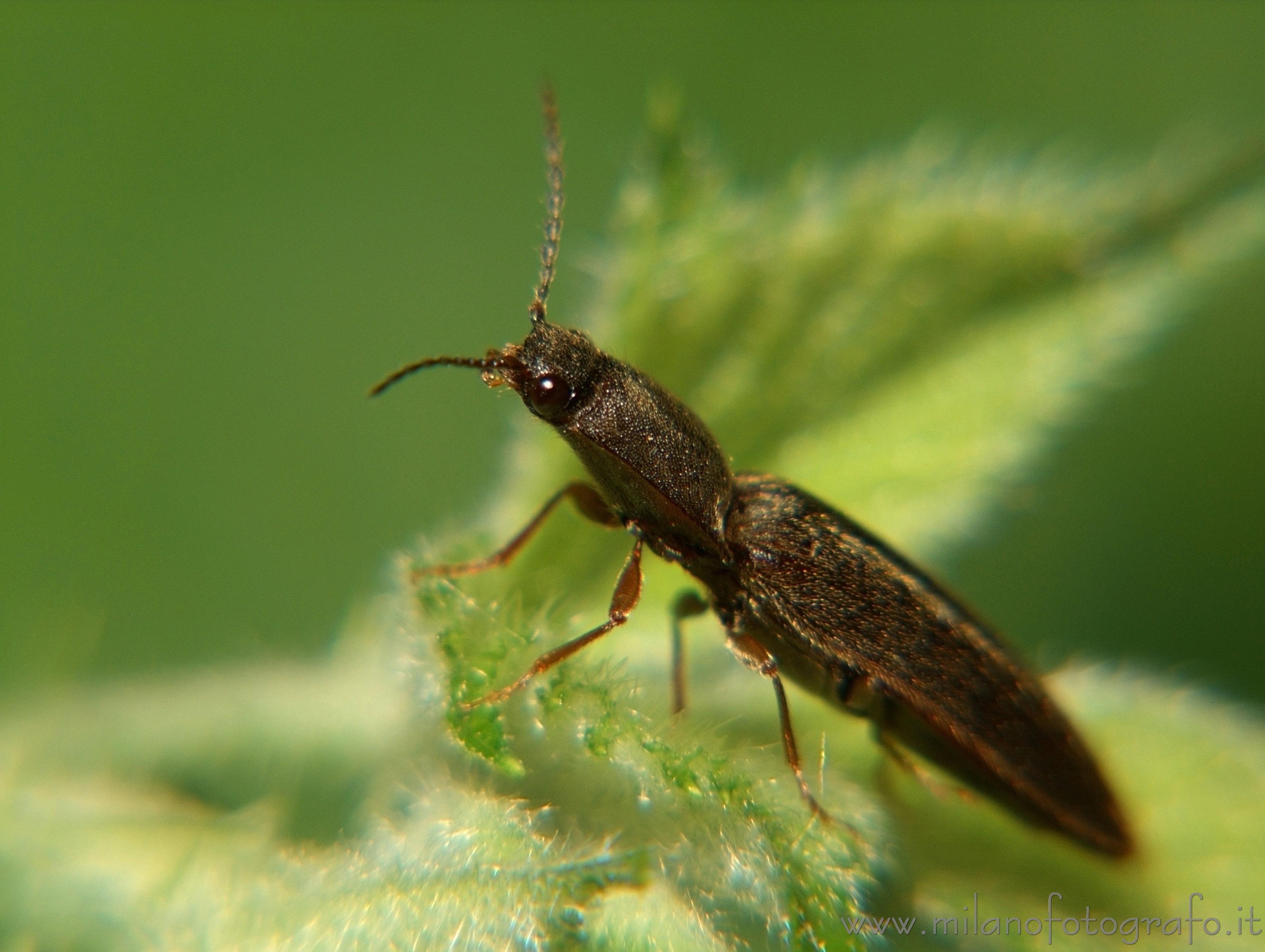 Cadrezzate (Varese, Italy): Elateride beetle - Cadrezzate (Varese, Italy)