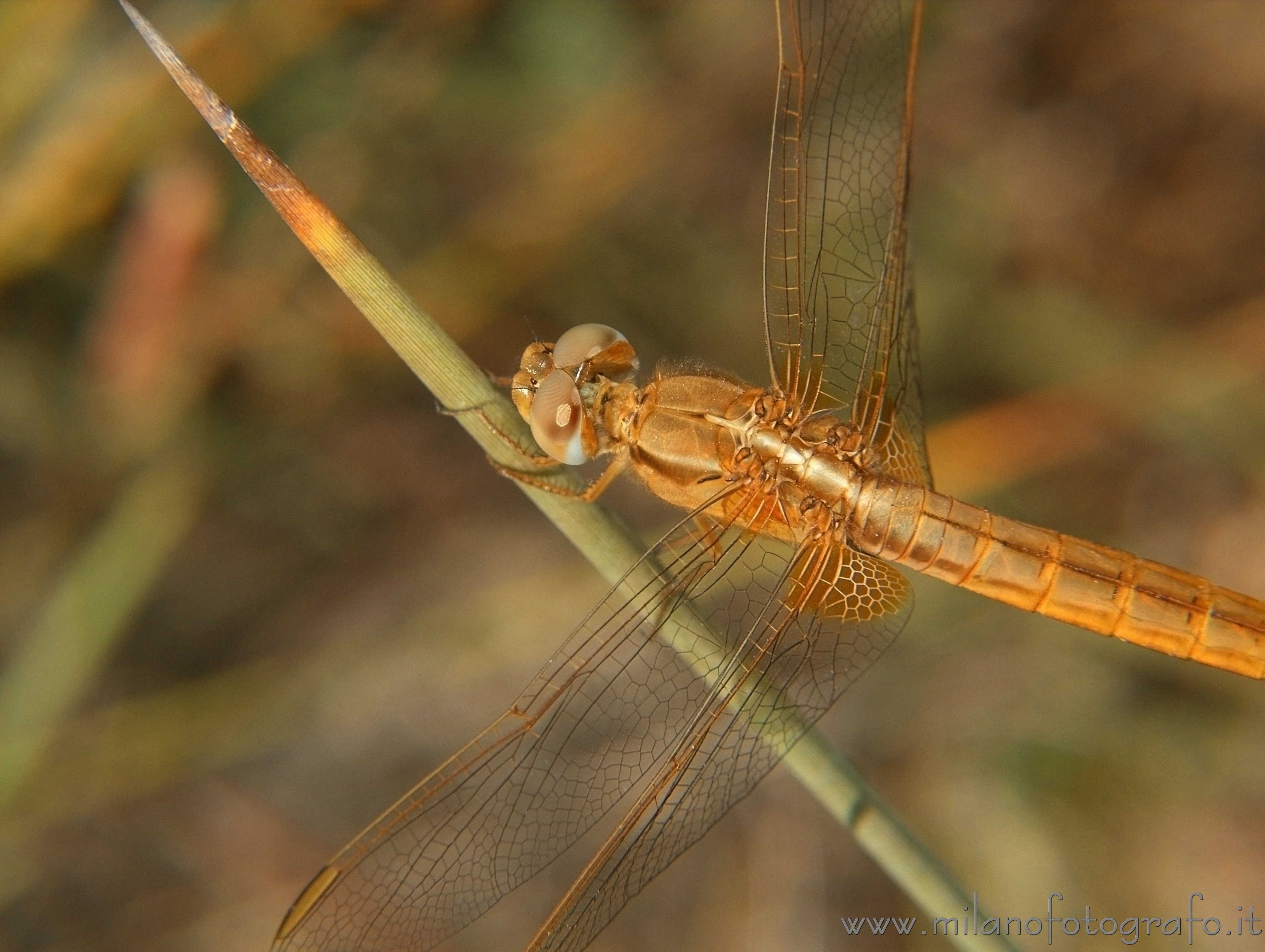 Torre San Giovanni (Lecce, Italy): Female Crocothemis erythraea - Torre San Giovanni (Lecce, Italy)