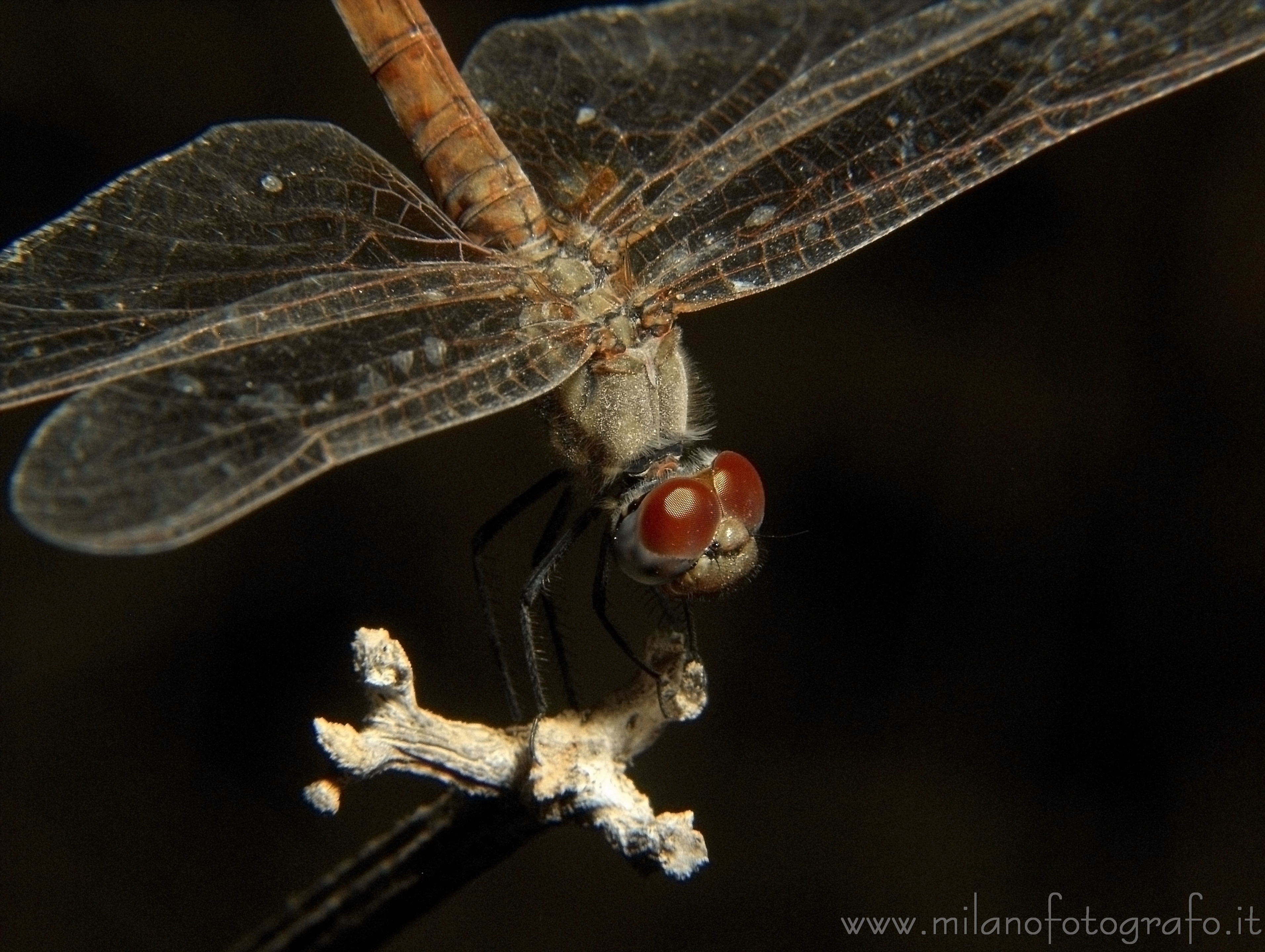Torre San Giovanni (Lecce): Femmina di Trithemis annulata - Torre San Giovanni (Lecce) Torre San Giovanni (Lecce): Femmina di Trithemis annulata - Torre San Giovanni (Lecce)
