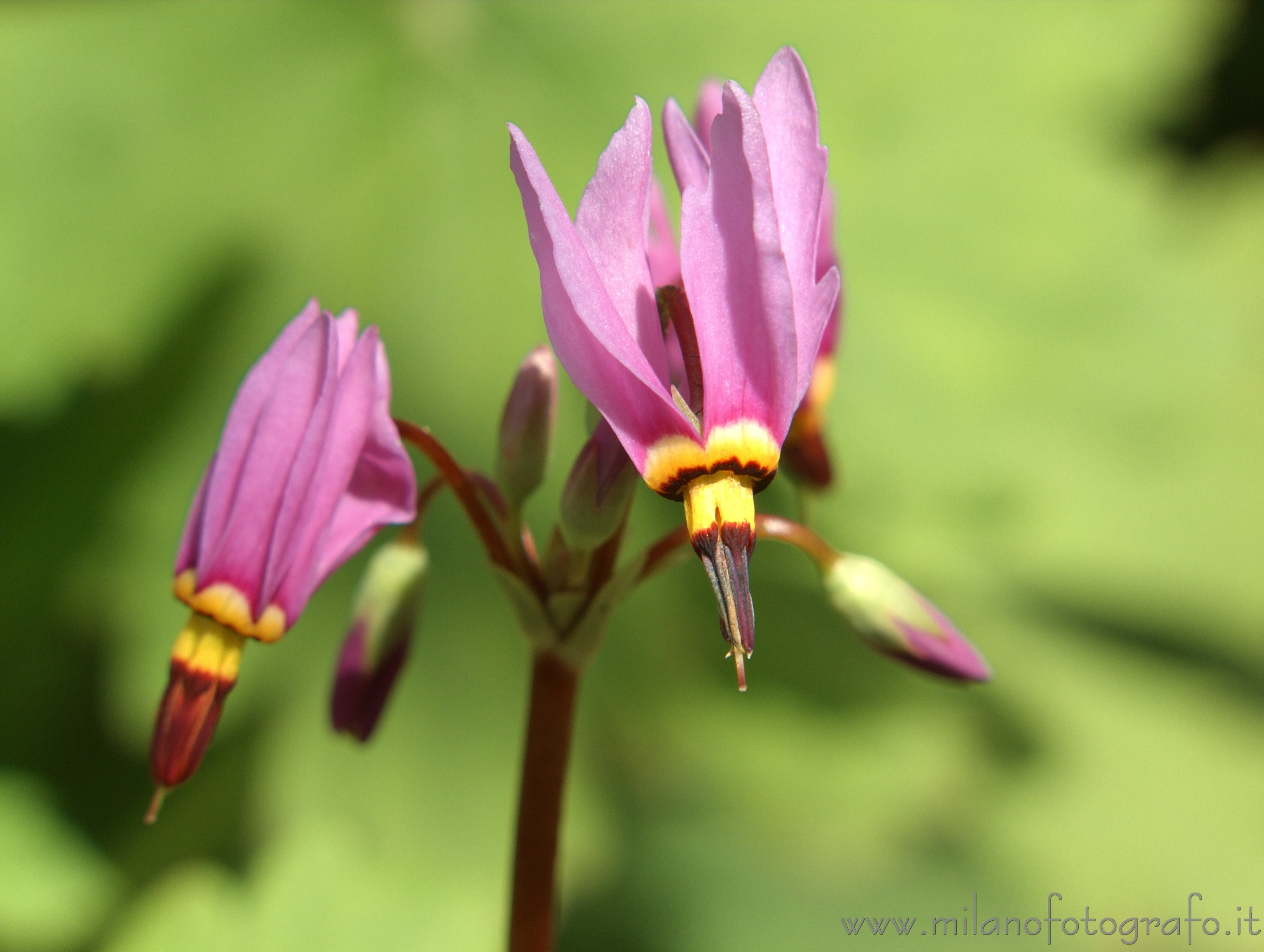 Campiglia Cervo (Biella): Fiore di giardino roccioso - Campiglia Cervo (Biella)