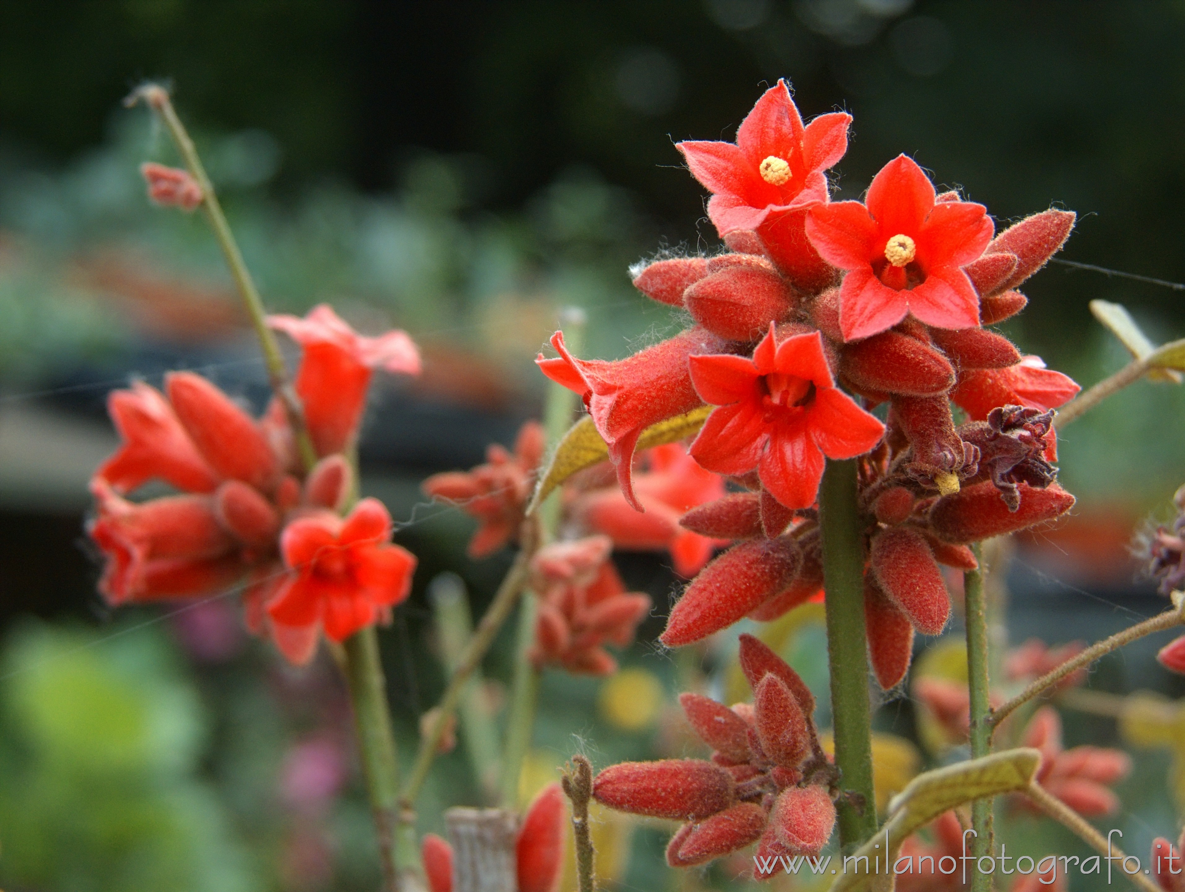 Milan (Italy): Flowers at Orticola 2016 - Milan (Italy)