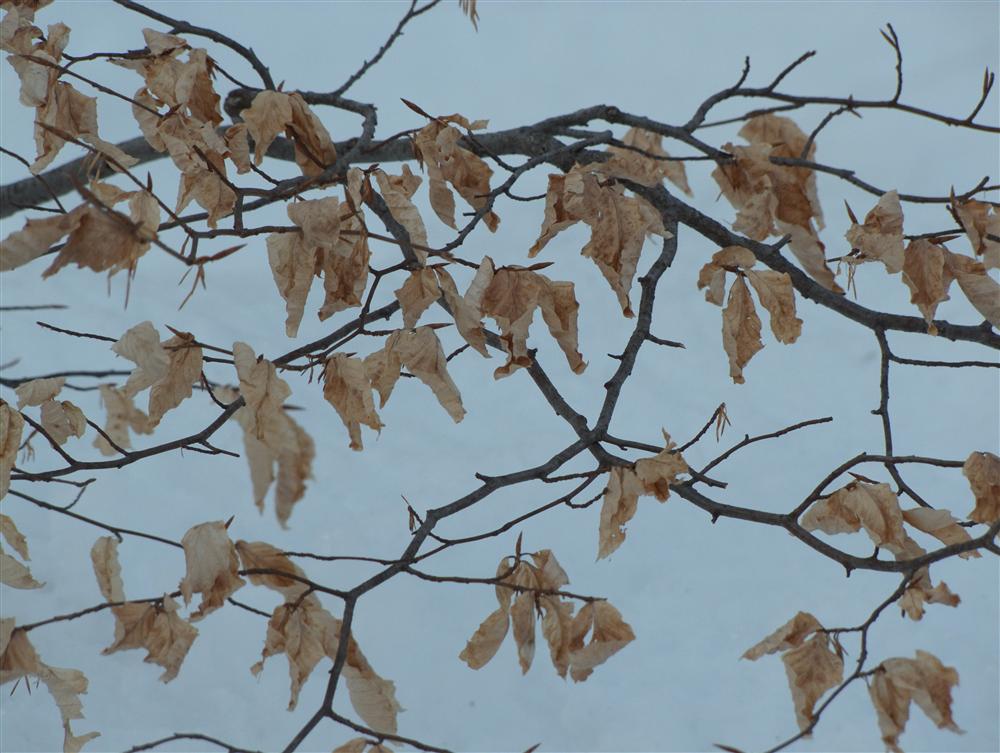 Biella, Italy: Dead leaves still hanging on the branch near the Sanctuary of Oropa - Biella, Italy
