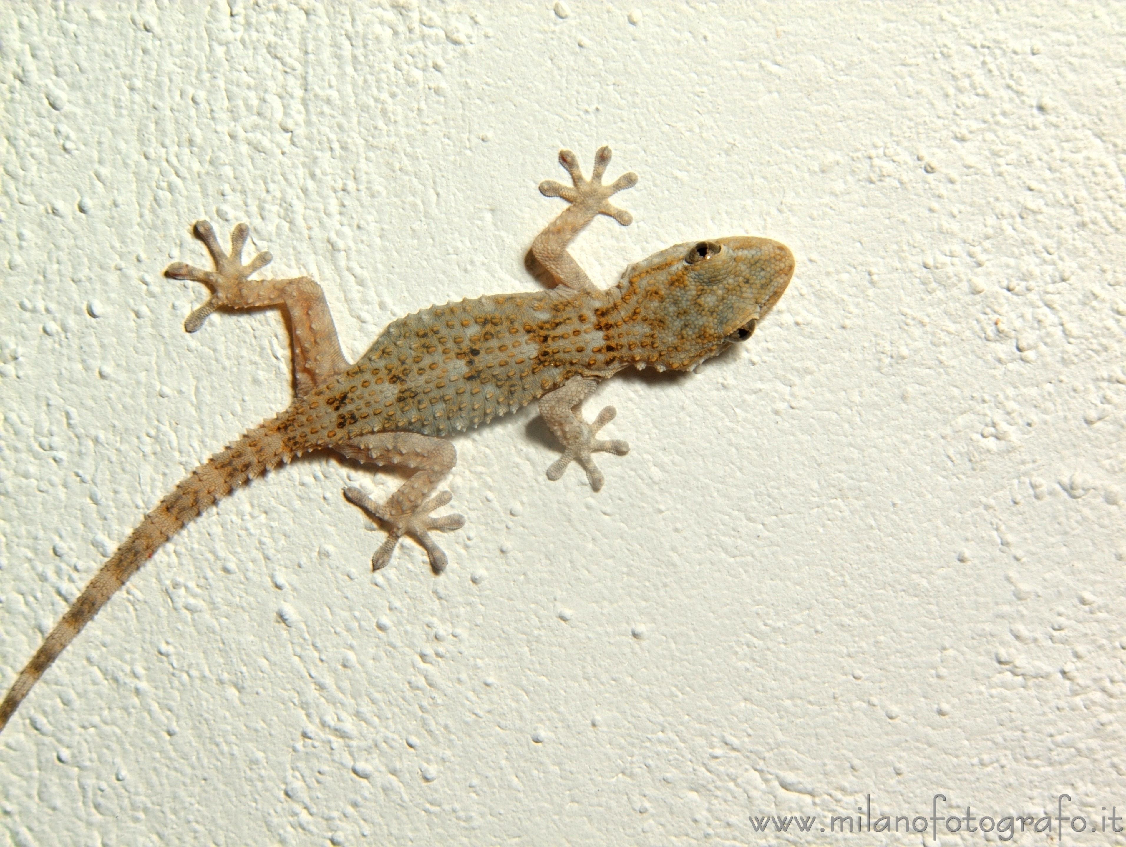 Taviano (Lecce, Italy): Gecko on the wall of a house - Taviano (Lecce, Italy)