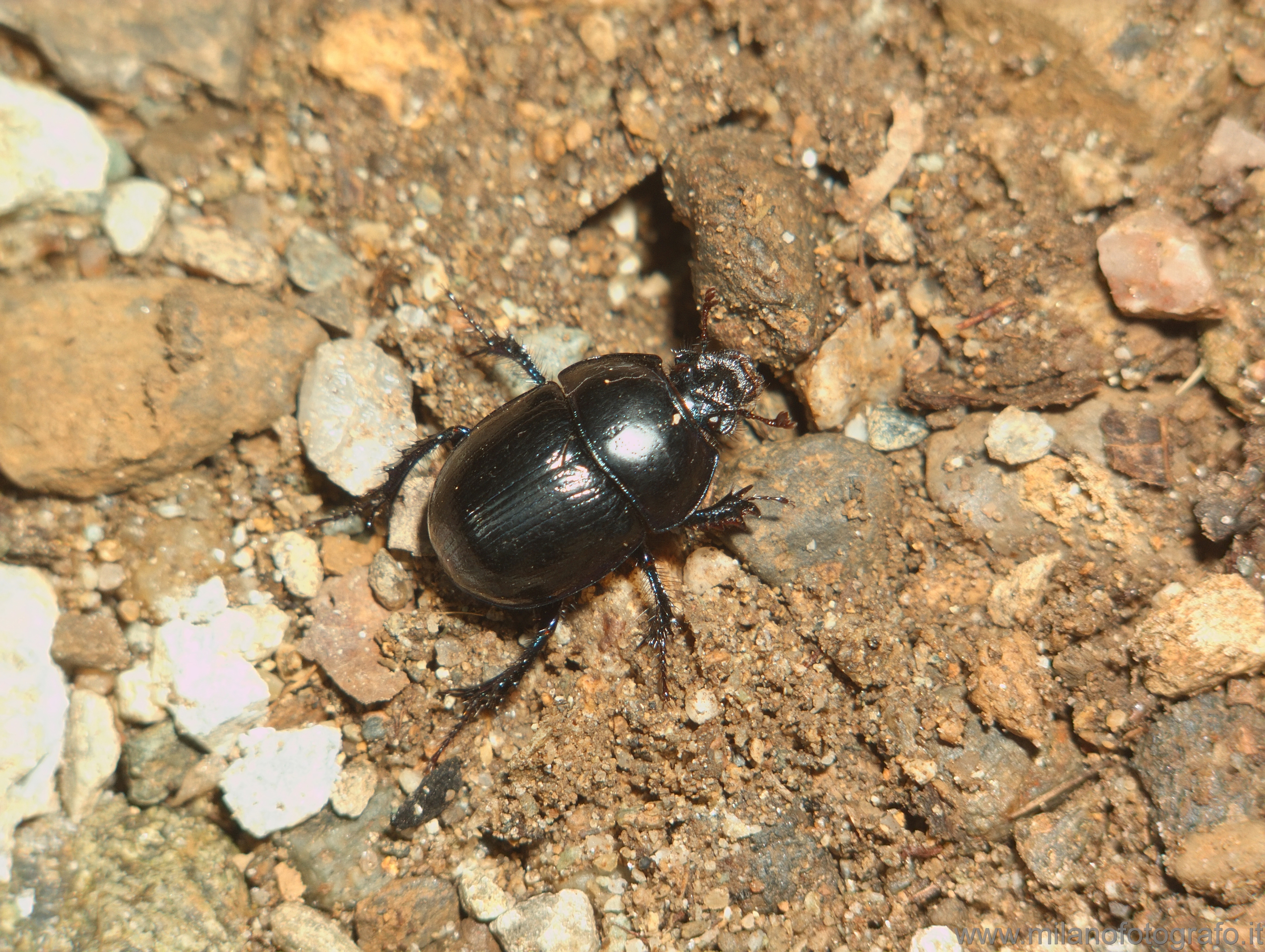 Caglio (Como, Italy): Beetle, probably Geotrupes stercorarius - Caglio (Como, Italy)