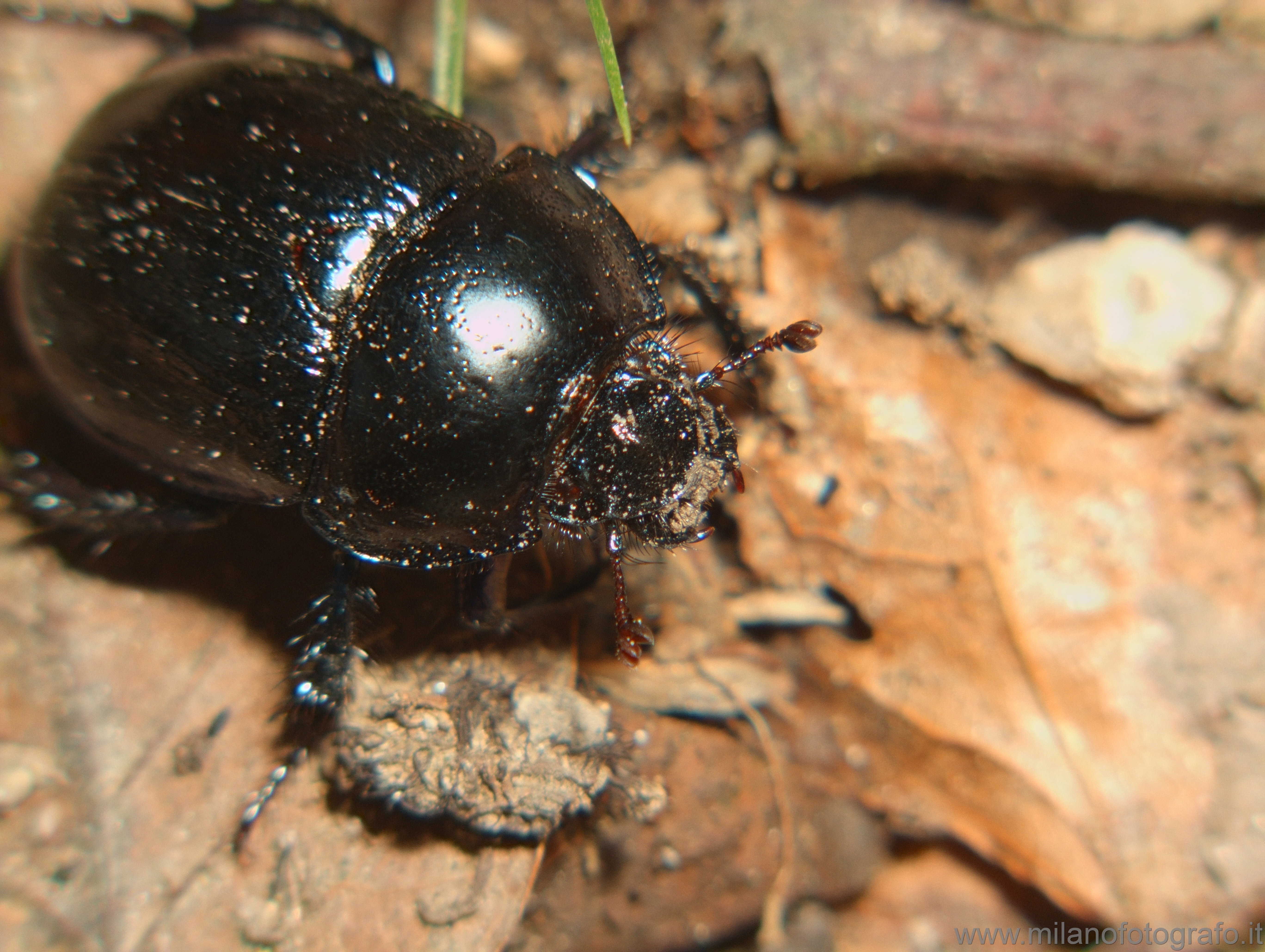 Caglio (Como): Scarabeo, probabilmente Geotrupes stercorarius - Caglio (Como)