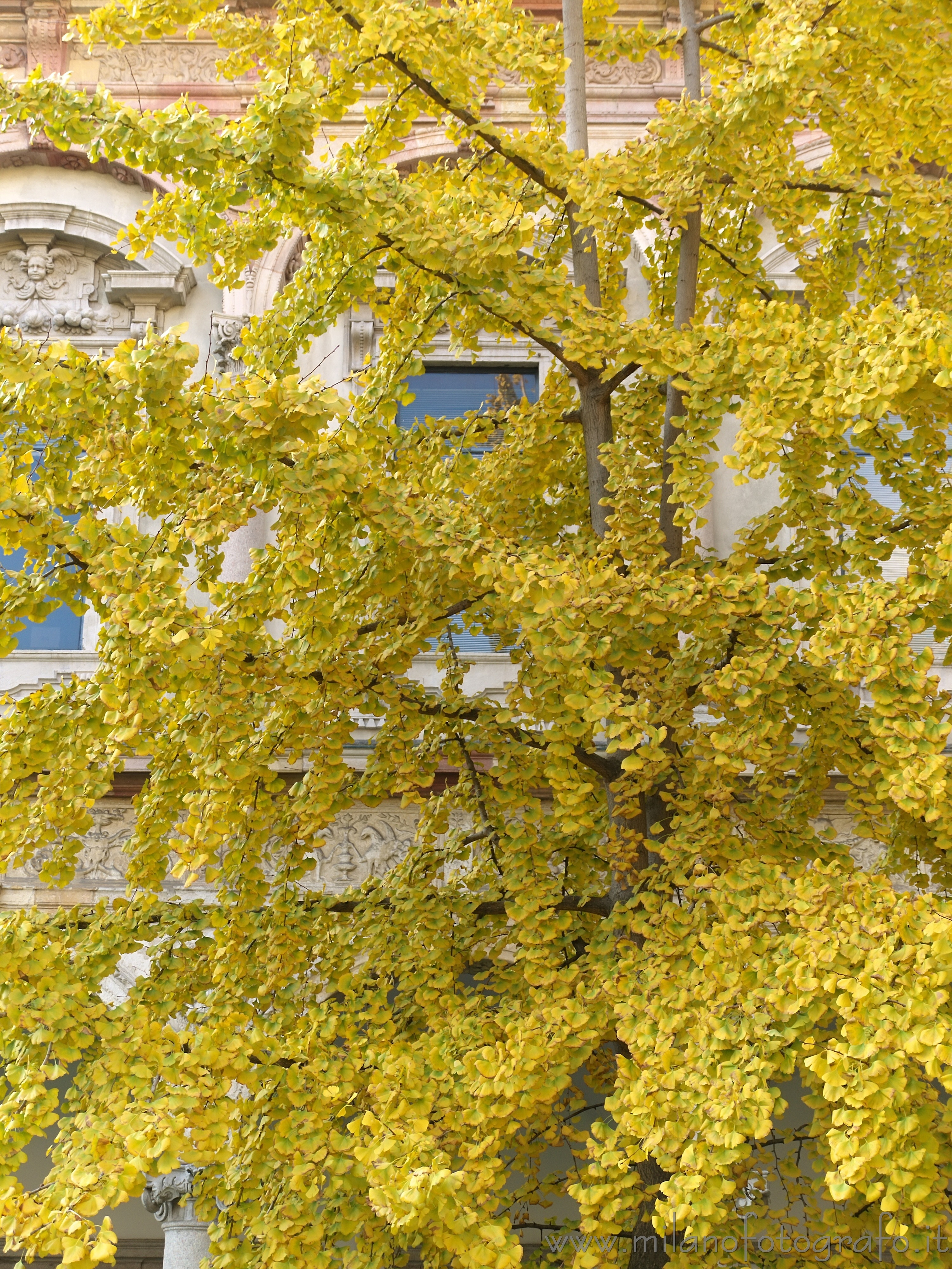 Milano: Colori autunnali di un Ginkgo biloba all'interno della sede centrale dell'Università degli Studi - Milano