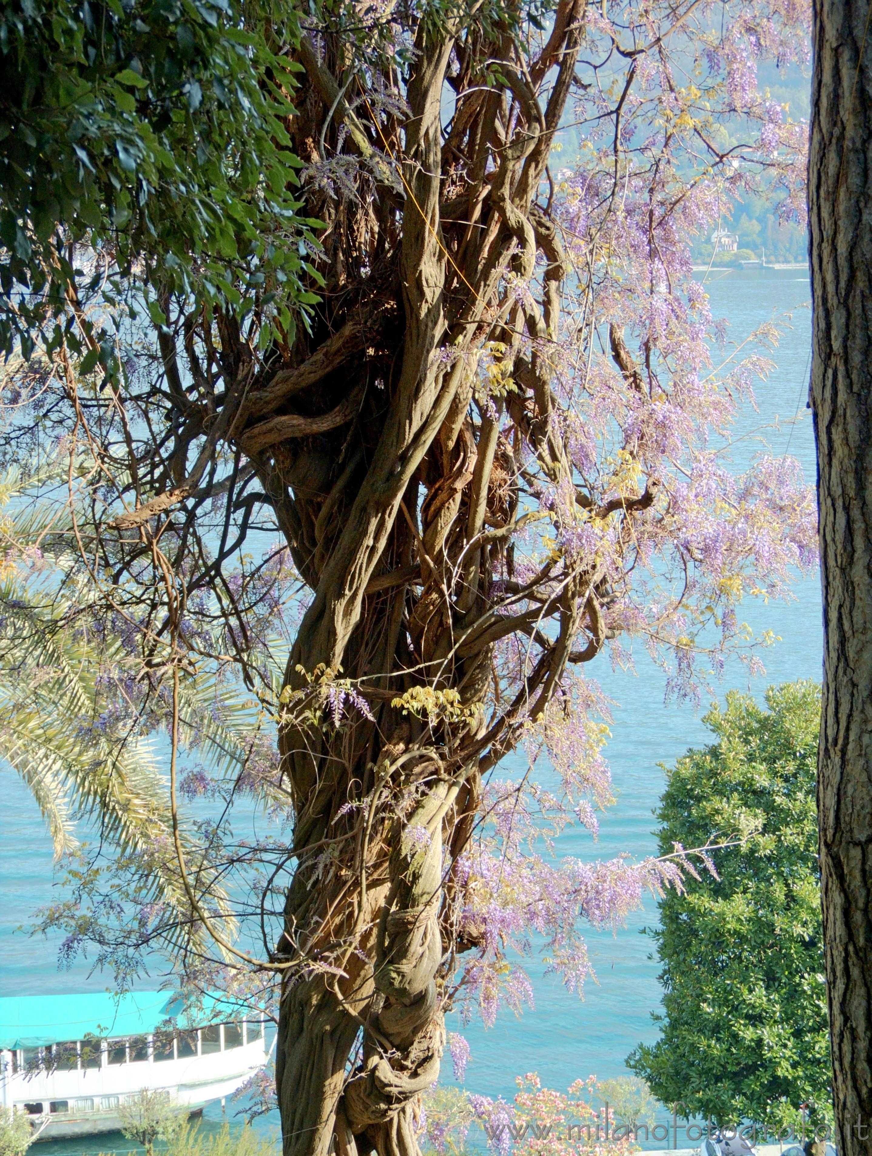 Tremezzo (Como, Italy): Large glicine with the Lake Como in the background - Tremezzo (Como, Italy)