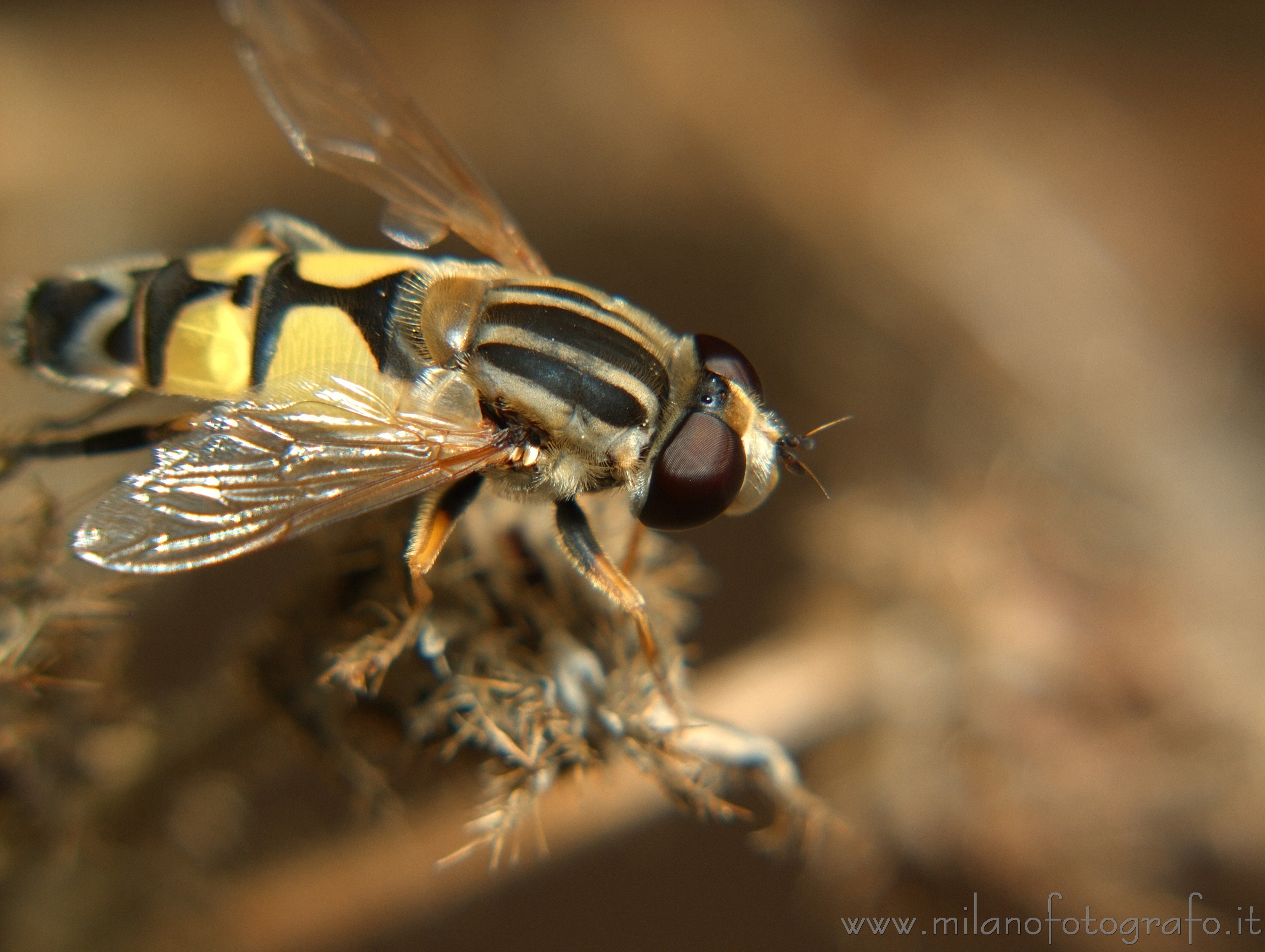 Torre San Giovanni (Lecce, Italy): Helophilus pendulus - Torre San Giovanni (Lecce, Italy)