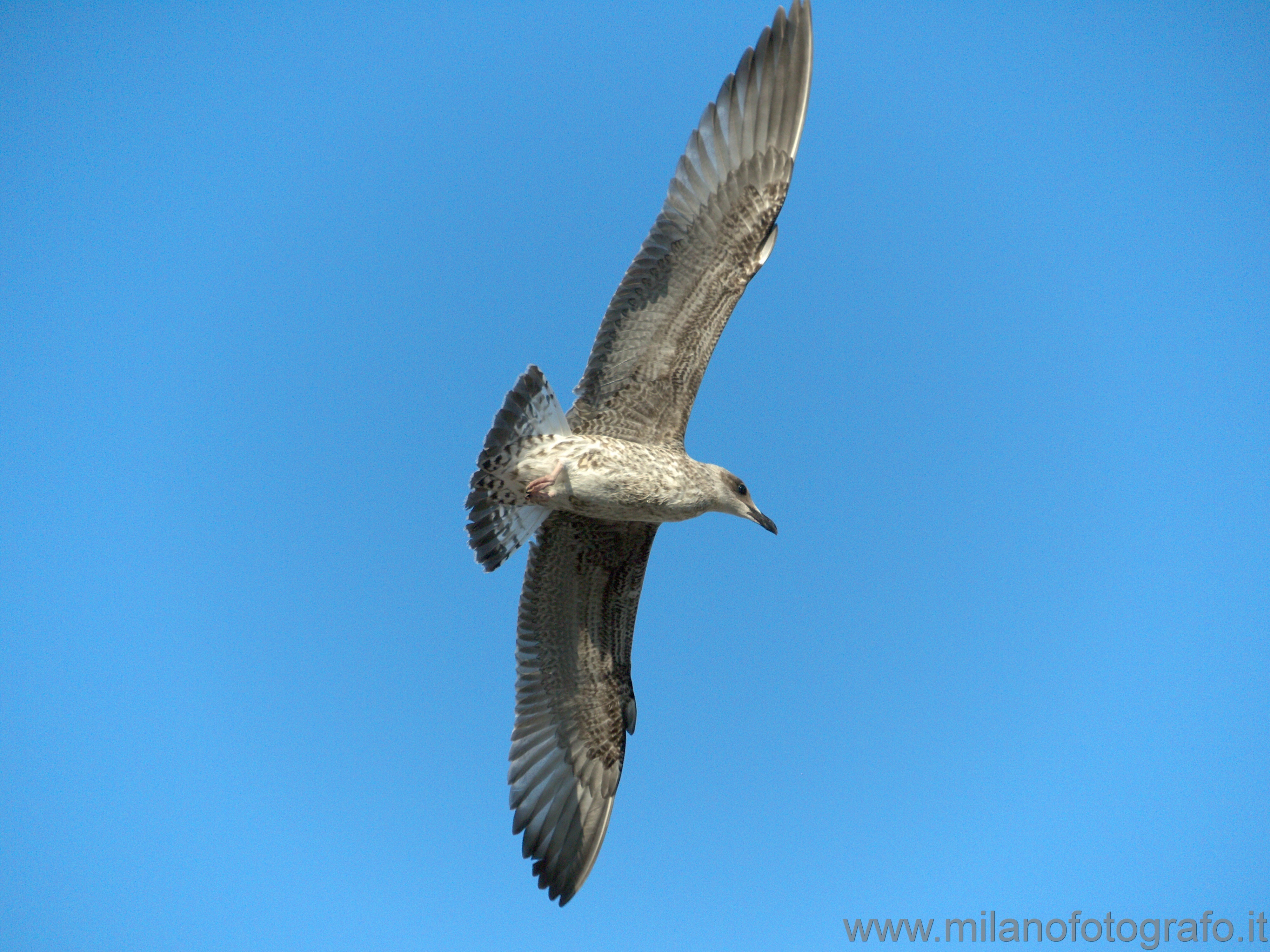 Cattolica (Rimini, Italy): Young herring gull in flight - Cattolica (Rimini, Italy)