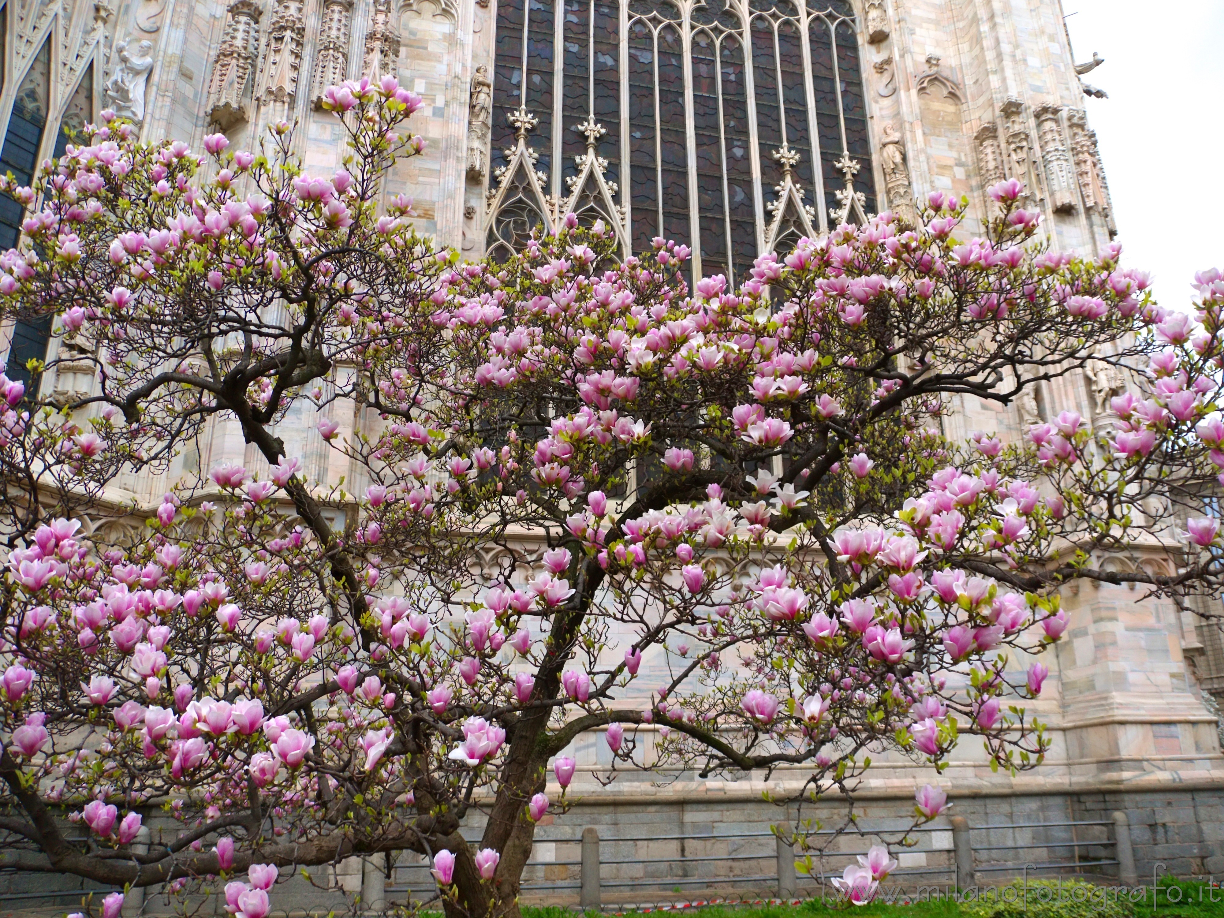 Milan (Italy): The pink magnolia behind the Duomo in bloom - Milan (Italy)