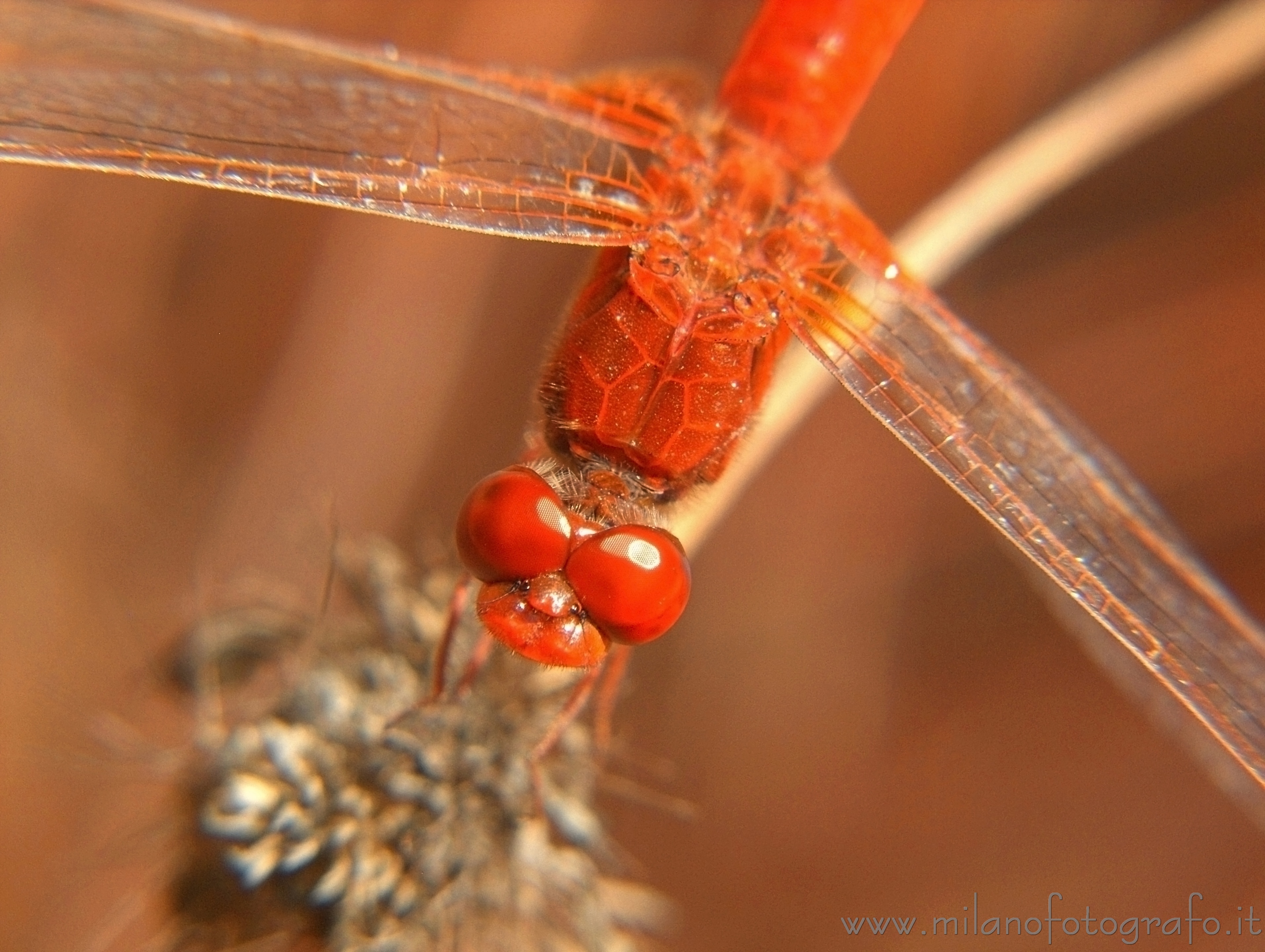 Torre San Giovanni (Lecce): Maschio di Crocothemis erythraea - Torre San Giovanni (Lecce)