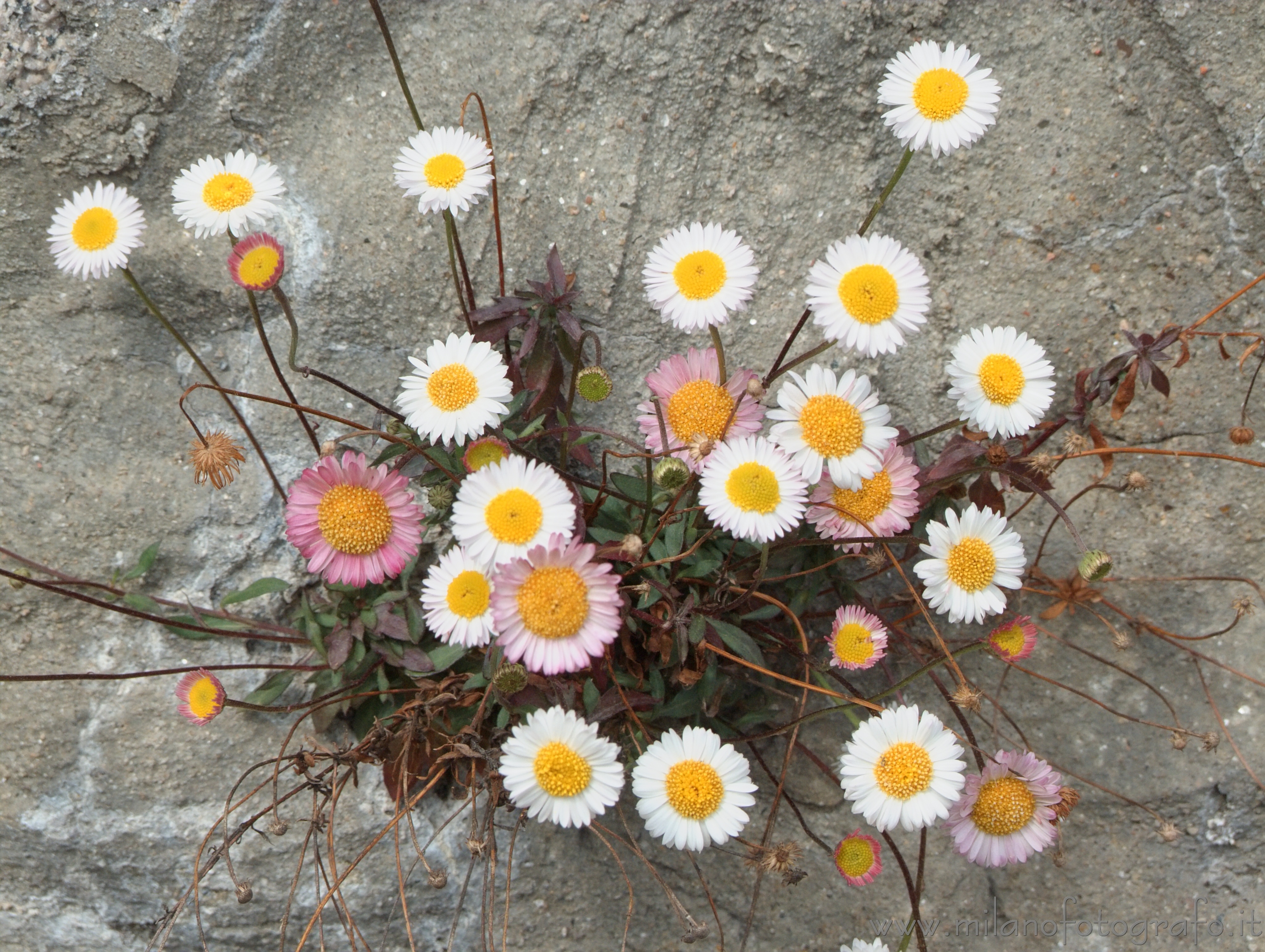 Valmosca fraction of Campiglia Cervo (Biella, Italy): Group of small daisies on a cement wall - Valmosca fraction of Campiglia Cervo (Biella, Italy)