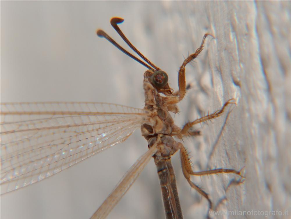 Taviano (Lecce) - Adulto di Myrmeleontidae (formica leone)