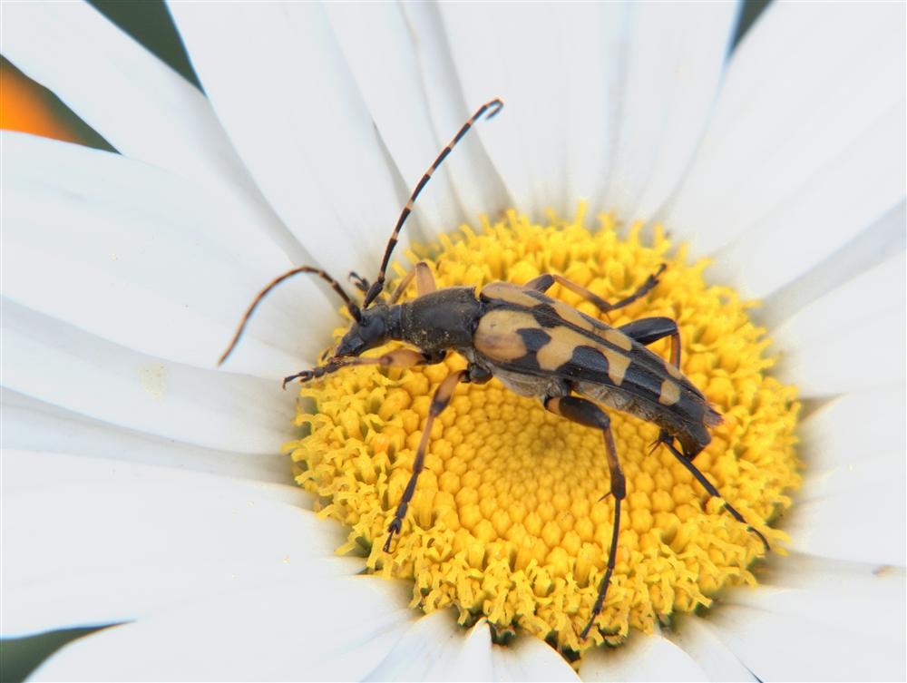 Valmosca frazione di Campiglia Cervo (Biella) - Cerambicide (Strangalia maculata ?) su fiore