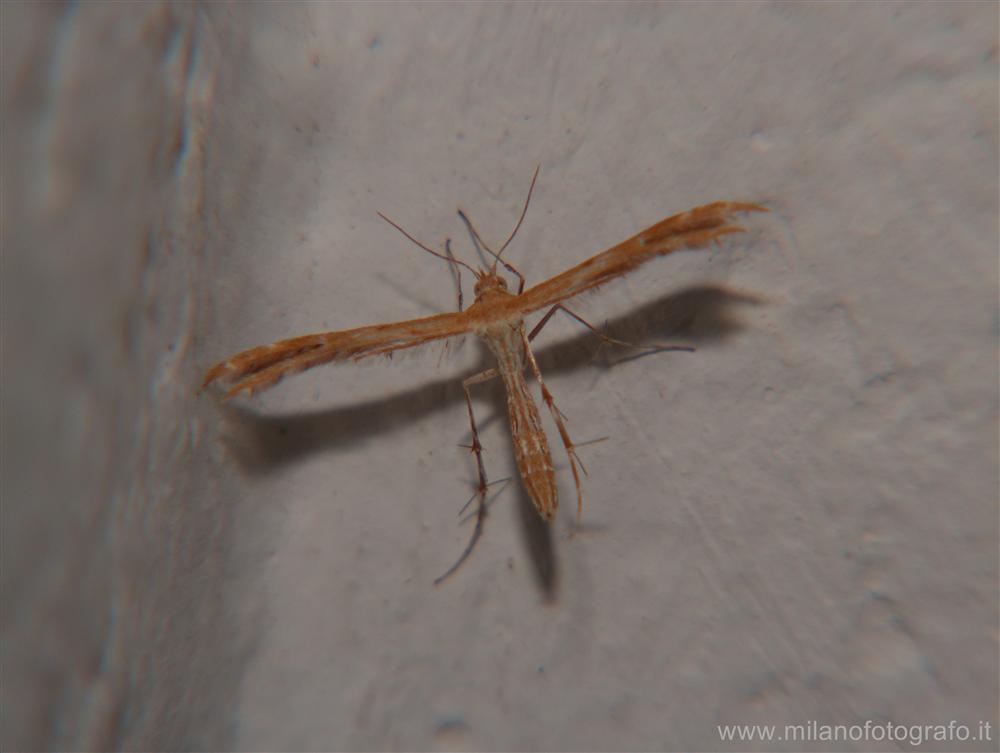 Taviano (Lecce, Italy) - Pterophoridae (small butterfly)