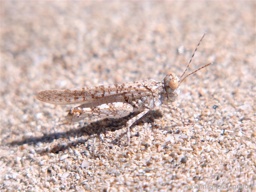 Baia Verde fraction of Gallipoli (Lecce, Italy) - Sand grashopper