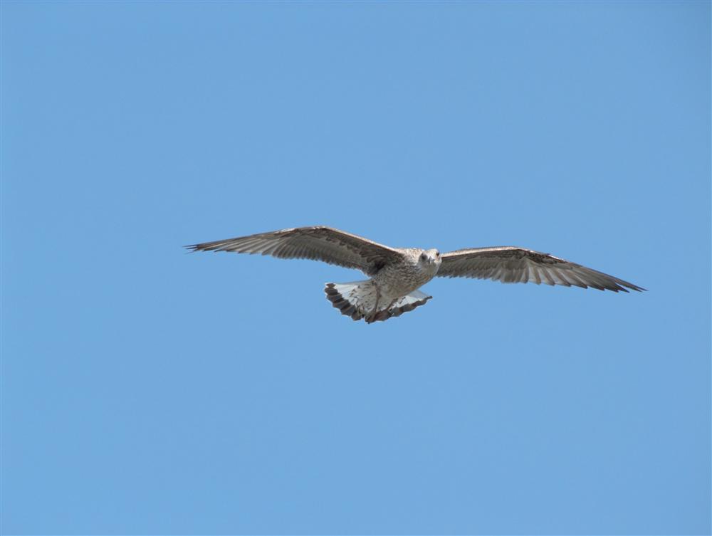 Cattolica (Rimini, Italy) - Young flying seagull